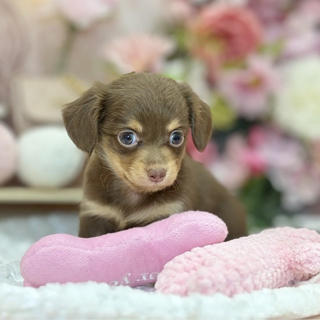 千葉県のチワックス(チワワ×ダックス) (犬の家＆猫の里ワンズモール稲毛店/2026年8月15日生まれ/女の子/チョコレートタン)の子犬の3枚目の画像