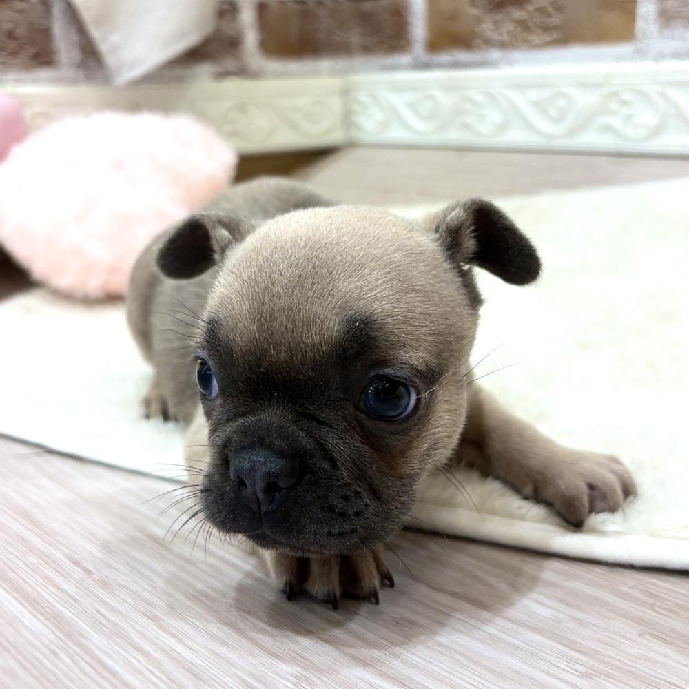 三重県のフレンチブルドッグ (犬の家＆猫の里三重桑名店/2026年8月13日生まれ/女の子/フォーン)の子犬の3枚目の画像