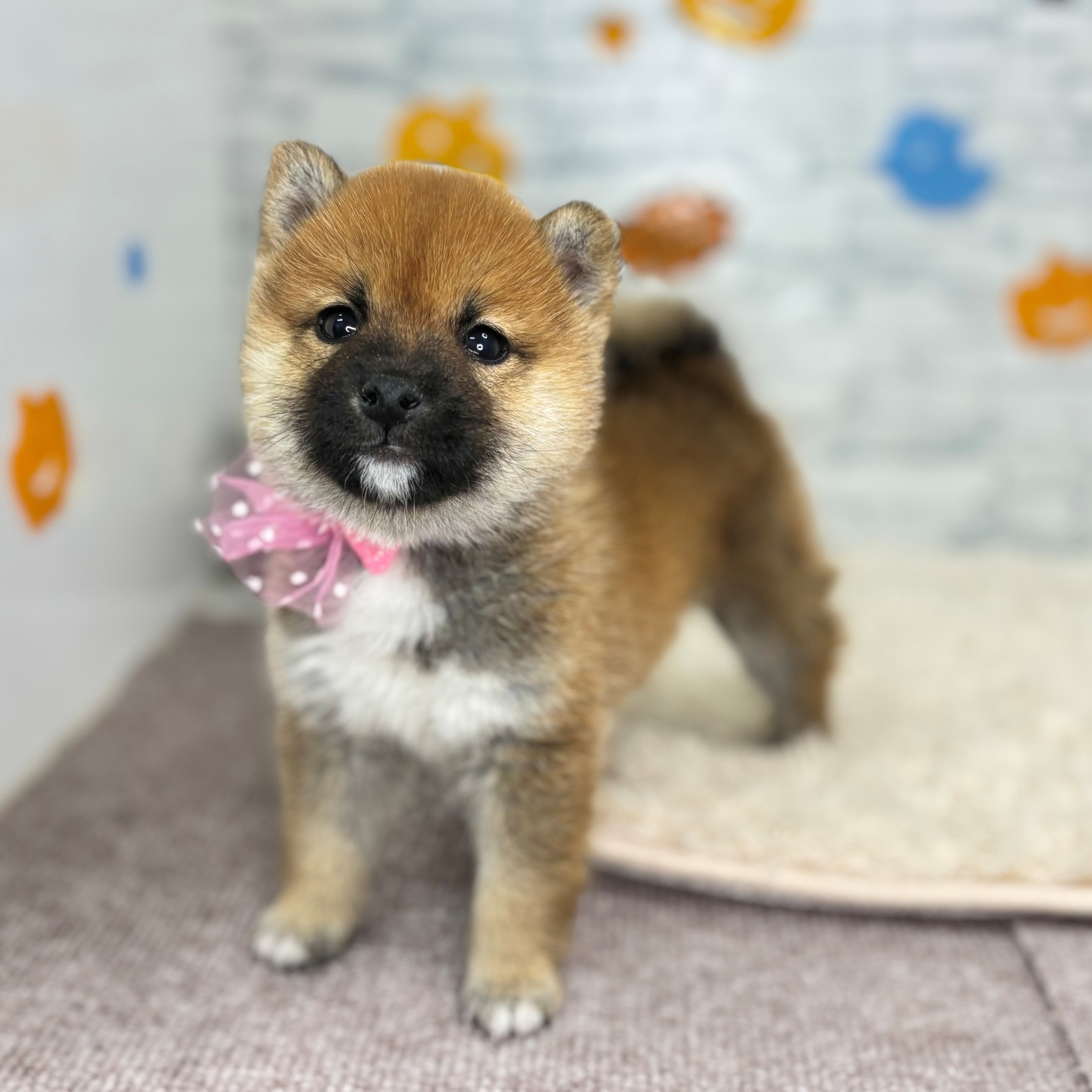 長野県の豆柴 (犬の家＆猫の里長野店/2026年8月18日生まれ/女の子/赤)の子犬の1枚目の画像