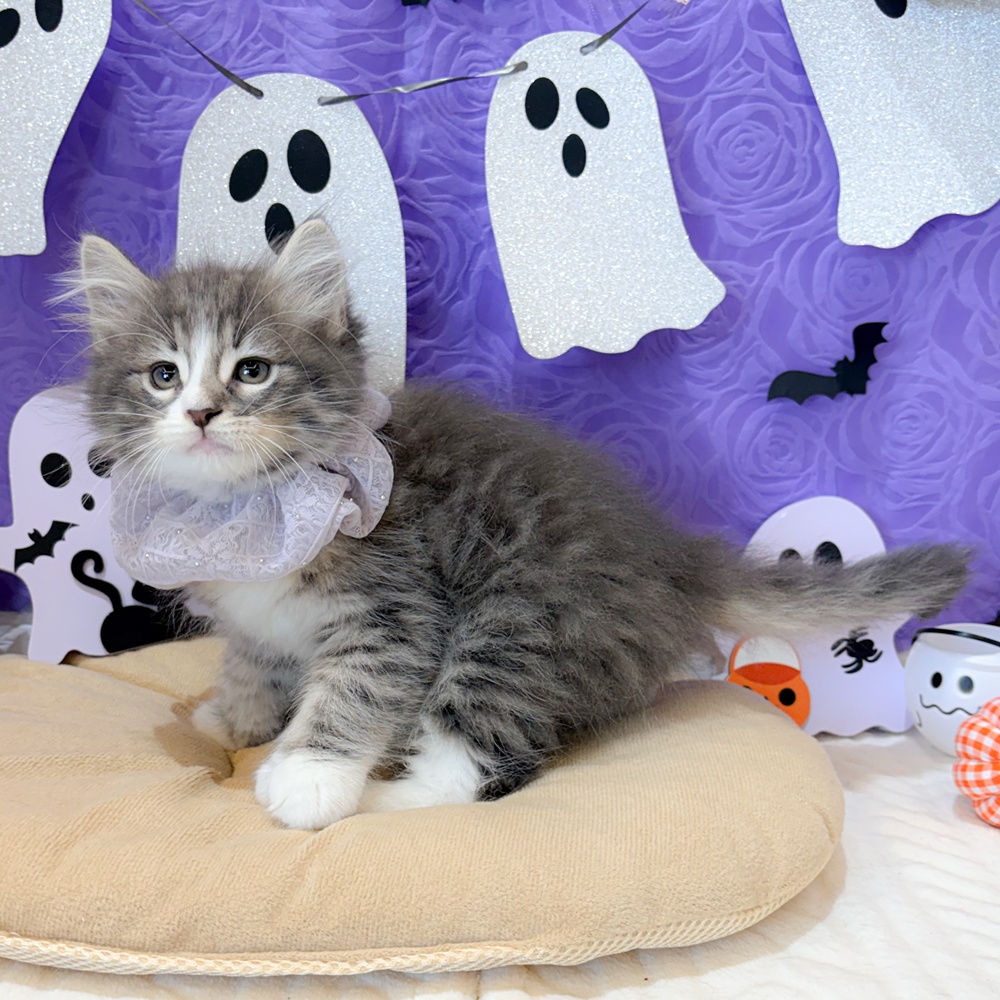 静岡県のノルウェージャンフォレストキャット (犬の家＆猫の里富士店/2026年8月16日生まれ/男の子/ブルータビーホワイト)の子猫の3枚目の画像
