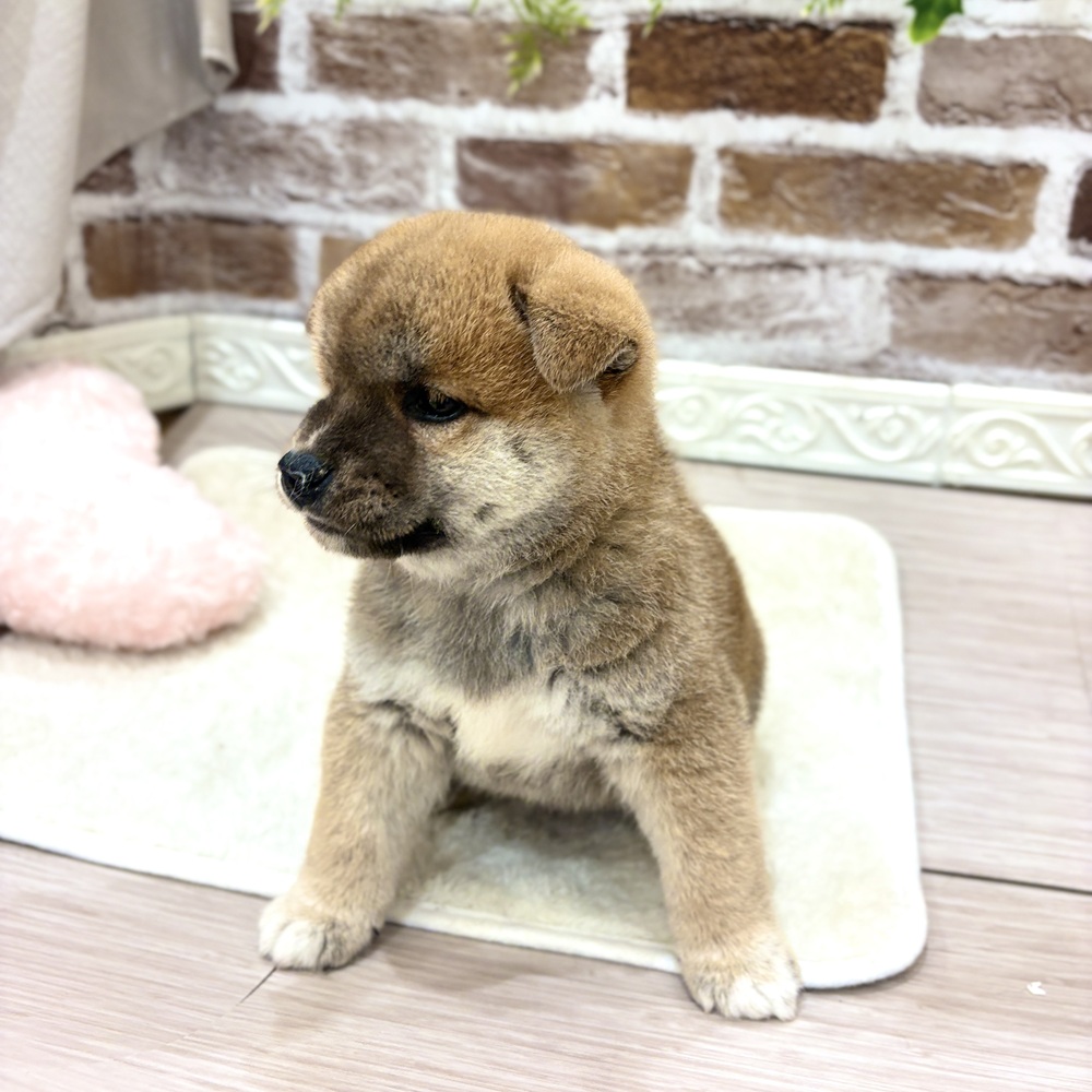 三重県の柴犬(標準サイズ) (犬の家＆猫の里三重桑名店/2026年8月18日生まれ/男の子/赤)の子犬の3枚目の画像