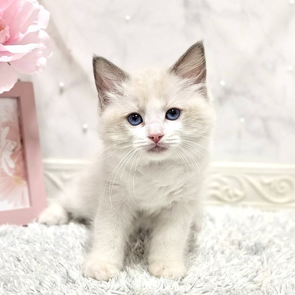 福井県のラグドール (犬の家＆猫の里福井店/2026年8月18日生まれ/女の子/ブルーポイントバイカラー)の子猫の3枚目の画像