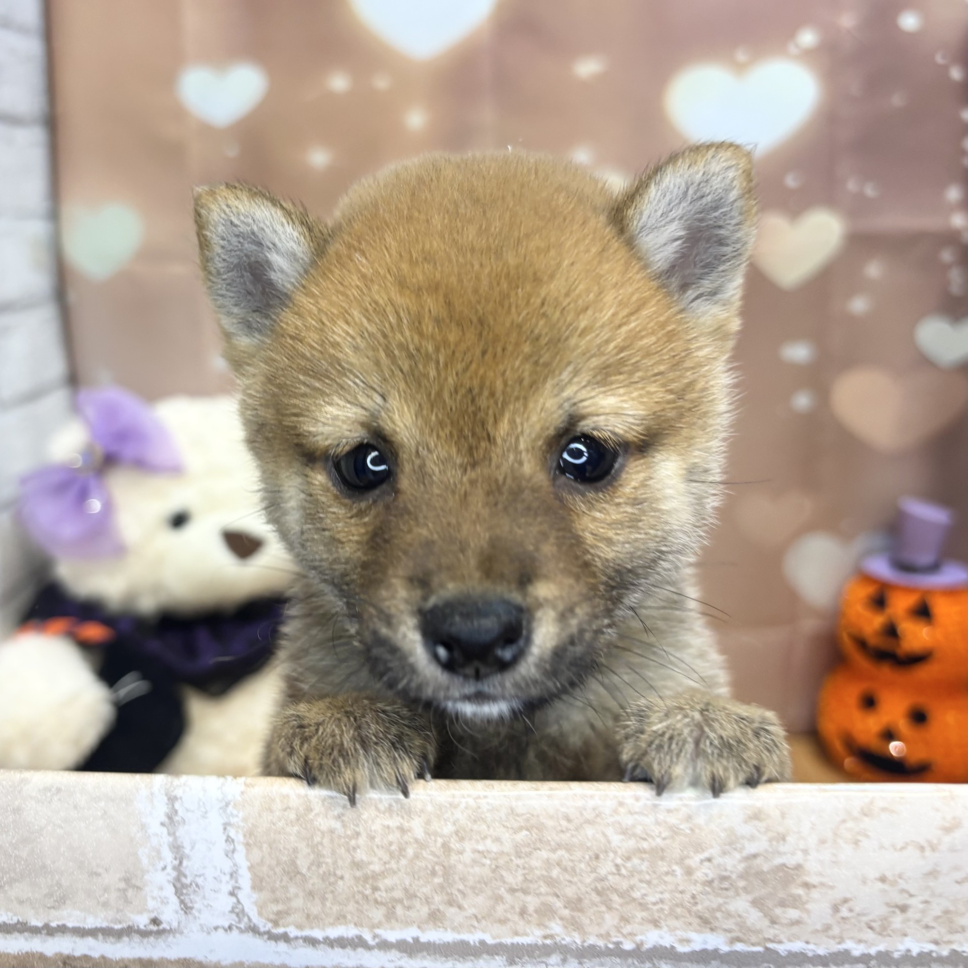 長野県の豆柴 (犬の家＆猫の里カインズ梓川店/2026年8月17日生まれ/男の子/赤)の子犬の1枚目の画像