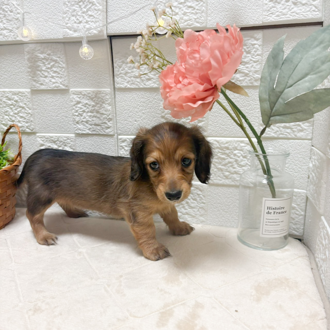 東京都のミニチュアダックスフンド(ロング) (犬の家＆猫の里ペットフォレスト小平店/2026年8月15日生まれ/女の子/レッド)の子犬の3枚目の画像