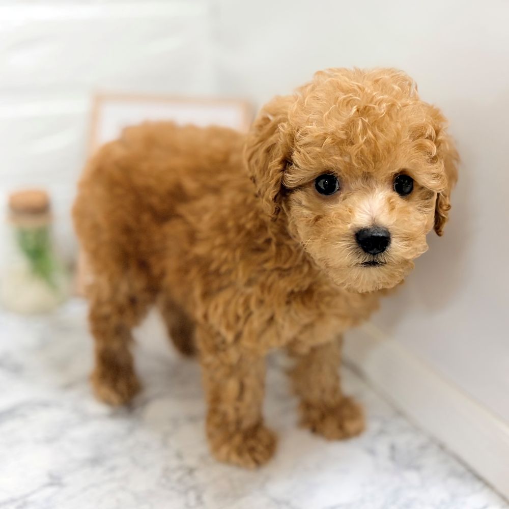 愛知県のトイプードル(トイ) (犬の家＆猫の里豊田店/2026年8月18日生まれ/男の子/アプリコット)の子犬の3枚目の画像