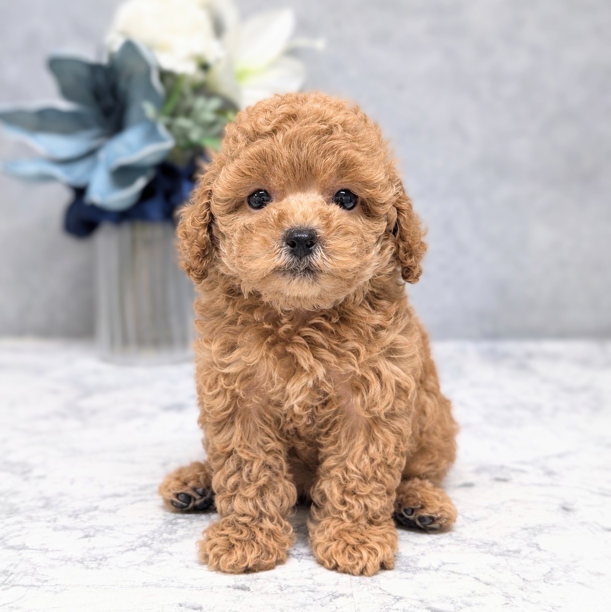 愛知県のトイプードル(トイ) (犬の家＆猫の里安城店/2026年8月16日生まれ/男の子/レッド)の子犬の1枚目の画像