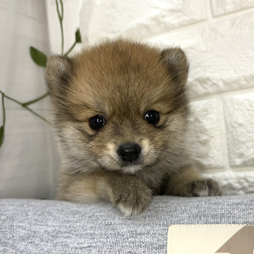 長野県のポメ柴/豆ポメ/ポメ豆柴(ポメラニアン×柴犬) (犬の家＆猫の里塩尻店/2026年8月18日生まれ/女の子/赤)の子犬の3枚目の画像