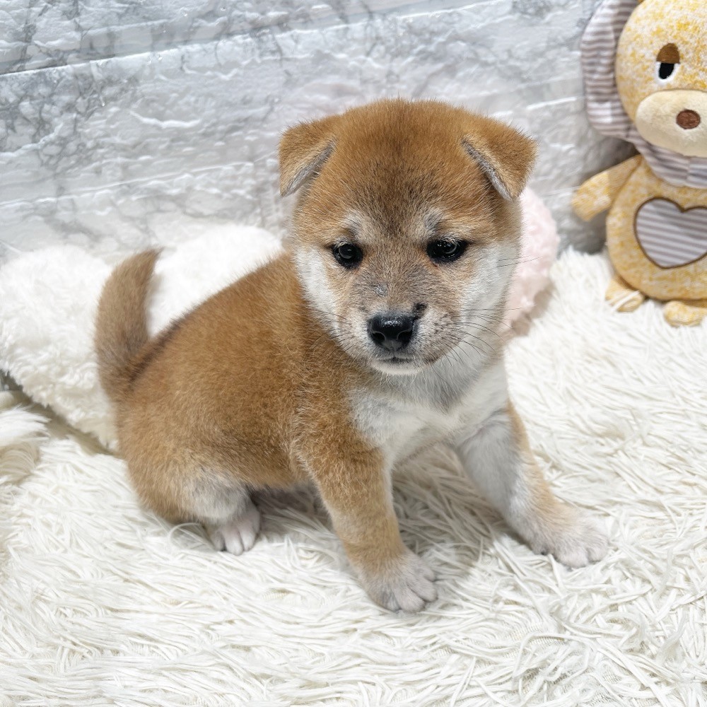 愛知県の柴犬(標準サイズ) (犬の家＆猫の里MiO香久山店/2026年8月17日生まれ/女の子/赤)の子犬の3枚目の画像
