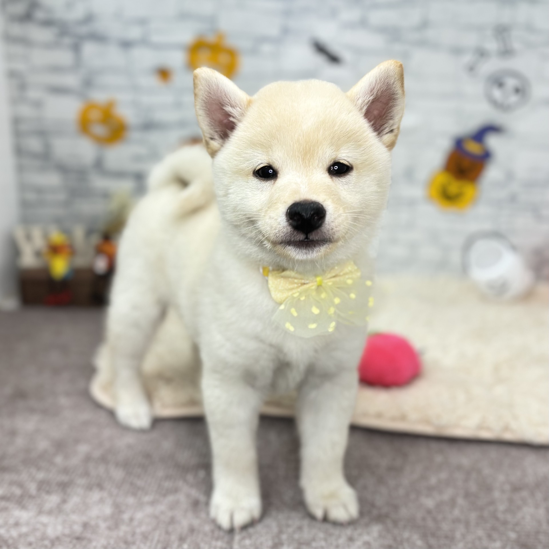 柴犬の写真