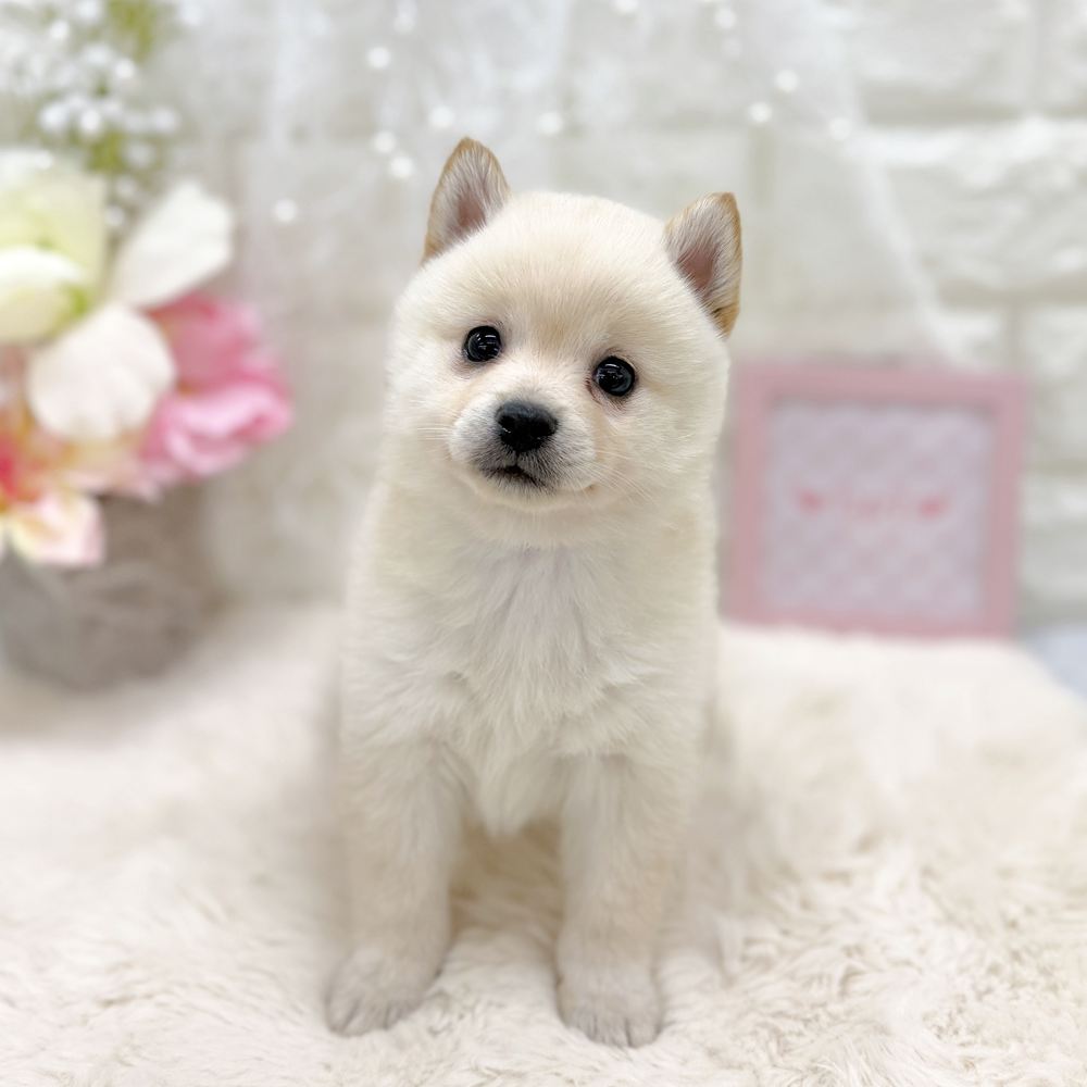 福井県のポメ柴/豆ポメ/ポメ豆柴(ポメラニアン×柴犬) (犬の家＆猫の里アミーゴ福井大和田店/2026年8月18日生まれ/女の子/白)の子犬の3枚目の画像