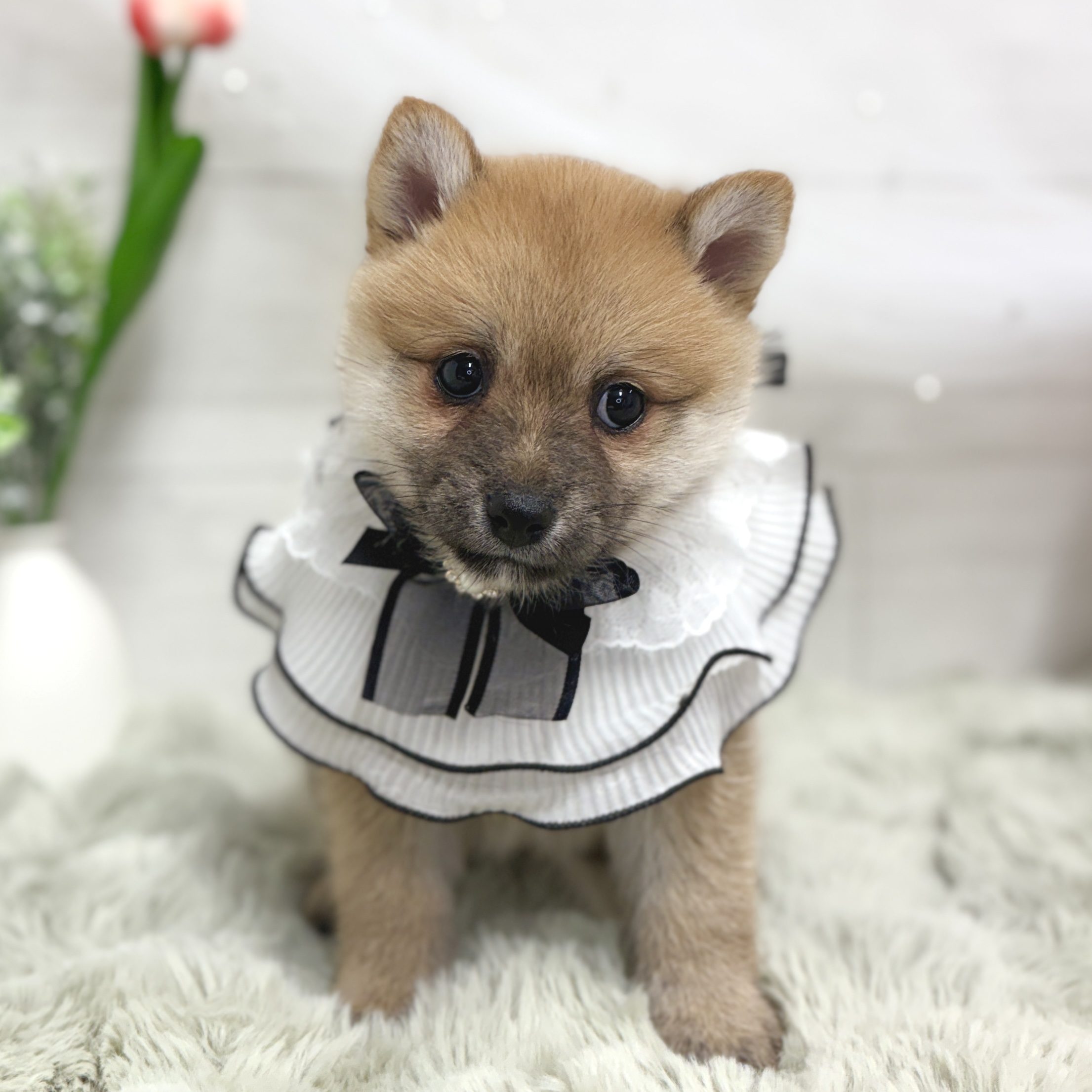 神奈川県のポメ柴/豆ポメ/ポメ豆柴(ポメラニアン×柴犬) (犬の家＆猫の里相模原店/2026年8月18日生まれ/女の子/赤)の子犬の3枚目の画像