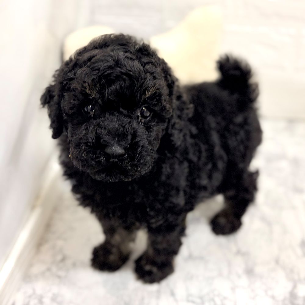 愛知県のトイプードル(トイ) (犬の家＆猫の里豊田店/2026年8月18日生まれ/男の子/ブラックタン)の子犬の3枚目の画像
