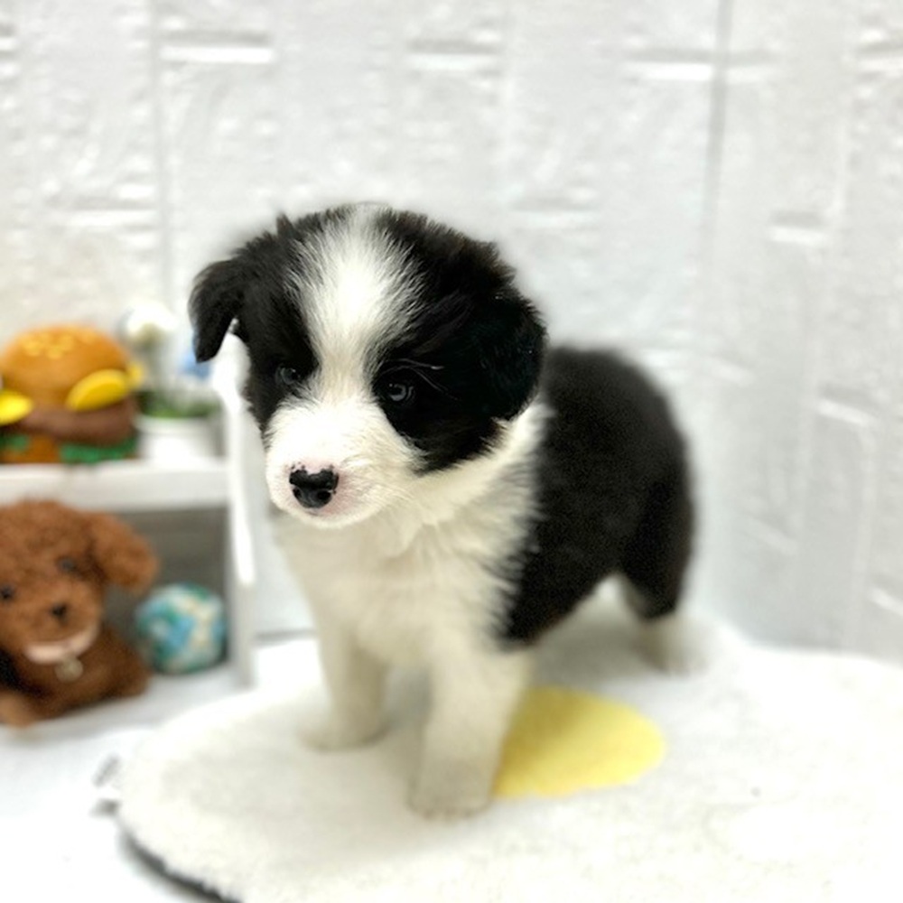 愛知県のボーダーコリー (犬の家＆猫の里豊川インター店/2026年8月18日生まれ/男の子/ブラックホワイト)の子犬の3枚目の画像