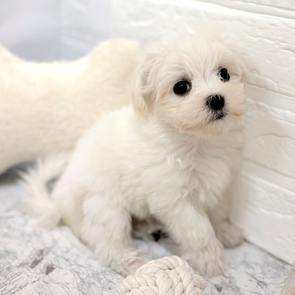 愛知県のマルチーズ (犬の家＆猫の里豊田店/2026年8月18日生まれ/女の子/ホワイト)の子犬の3枚目の画像