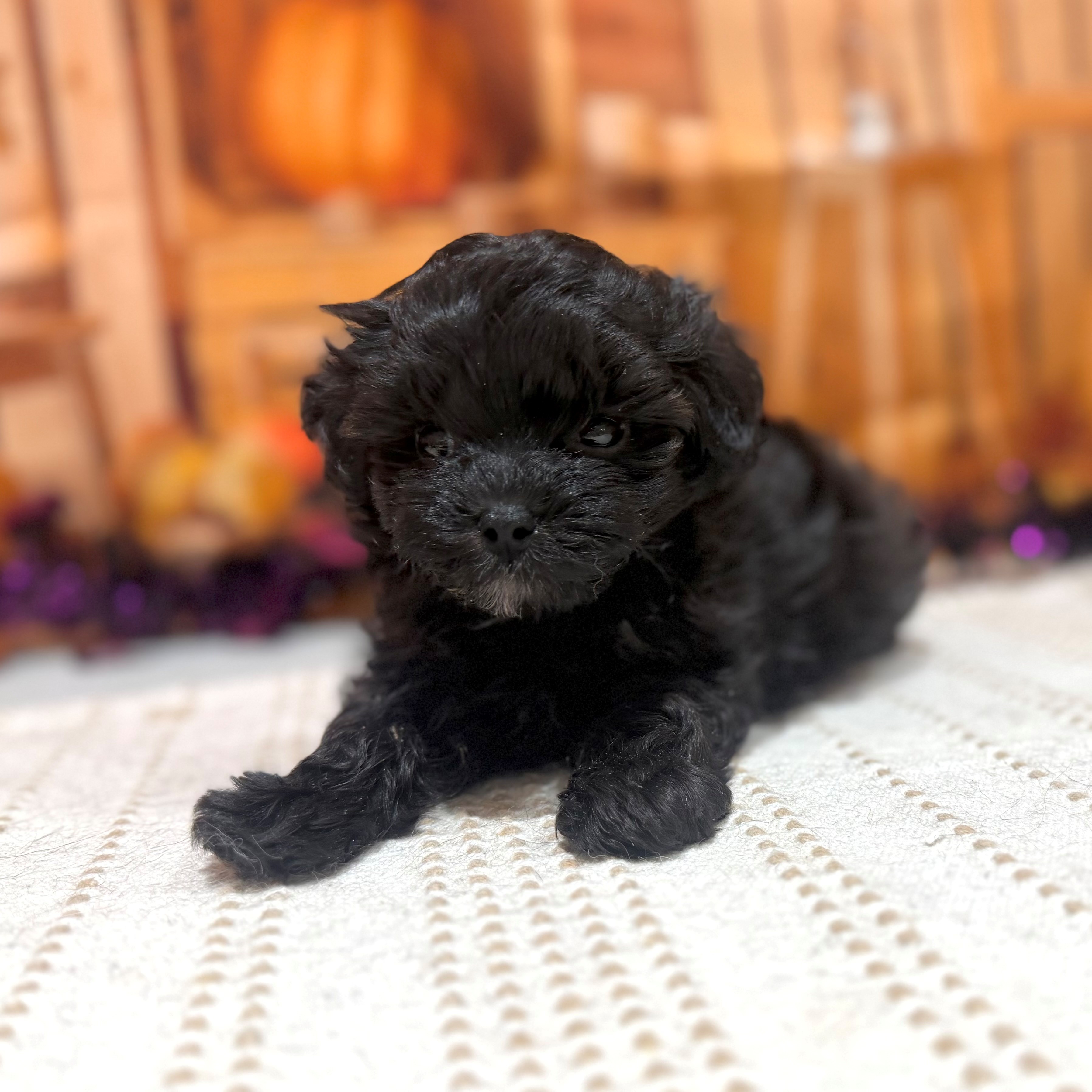 福岡県のマルプー(マルチーズ×プードル) (犬の家＆猫の里トリアス久山店/2026年8月18日生まれ/男の子/ブラック)の子犬の3枚目の画像