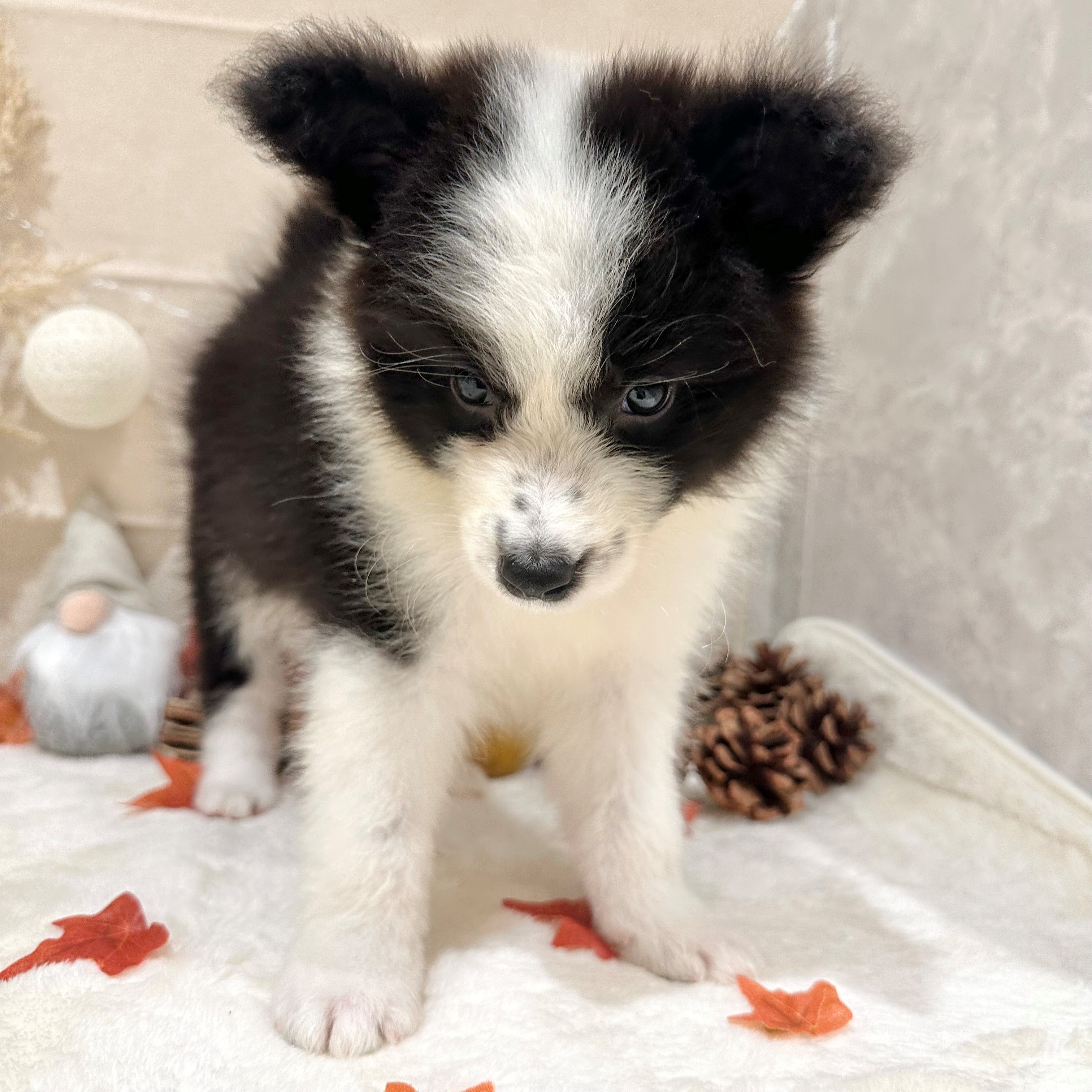 福岡県のボーダーコリー (犬の家＆猫の里くりえいと宗像店/2026年8月18日生まれ/男の子/ブラックホワイト)の子犬の3枚目の画像