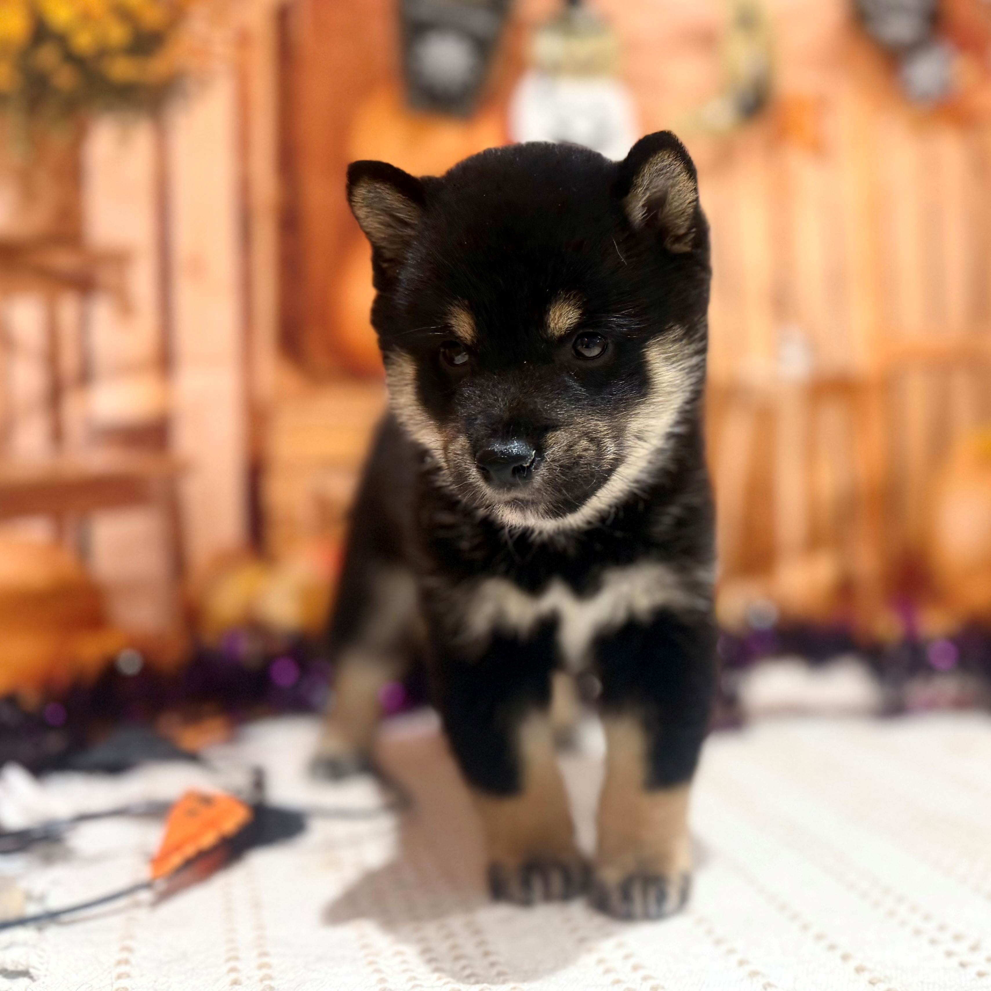 福岡県の豆柴 (犬の家＆猫の里トリアス久山店/2026年8月16日生まれ/男の子/黒)の子犬の3枚目の画像