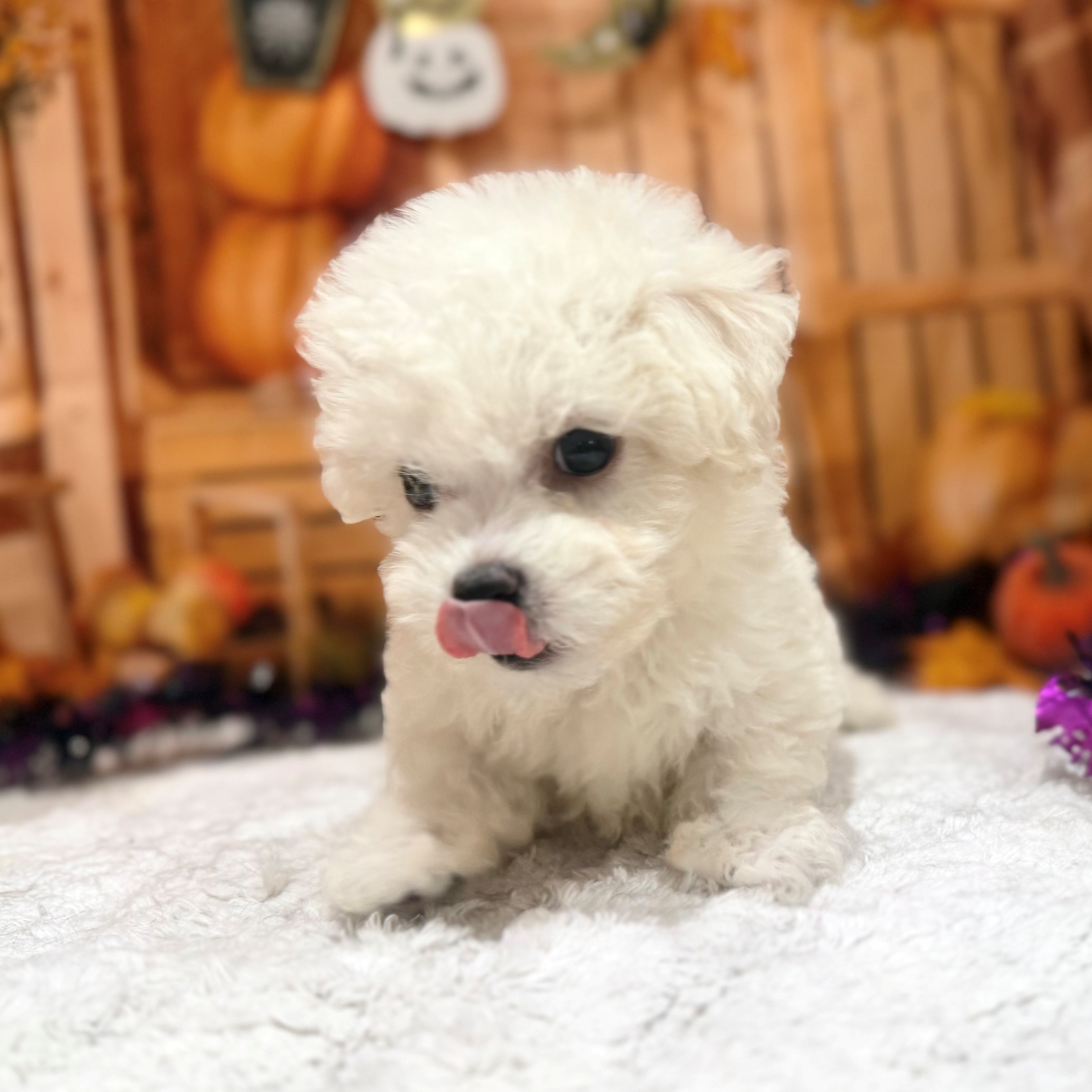 福岡県のビションフリーゼ (犬の家＆猫の里トリアス久山店/2026年8月18日生まれ/男の子/ホワイト)の子犬の3枚目の画像