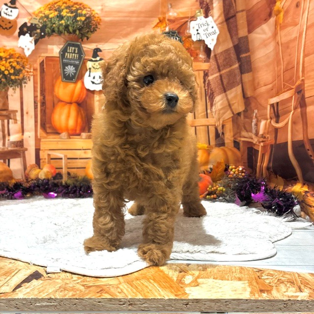 福岡県のトイプードル(トイ) (犬の家＆猫の里トリアス久山店/2026年8月15日生まれ/男の子/レッド)の子犬の3枚目の画像