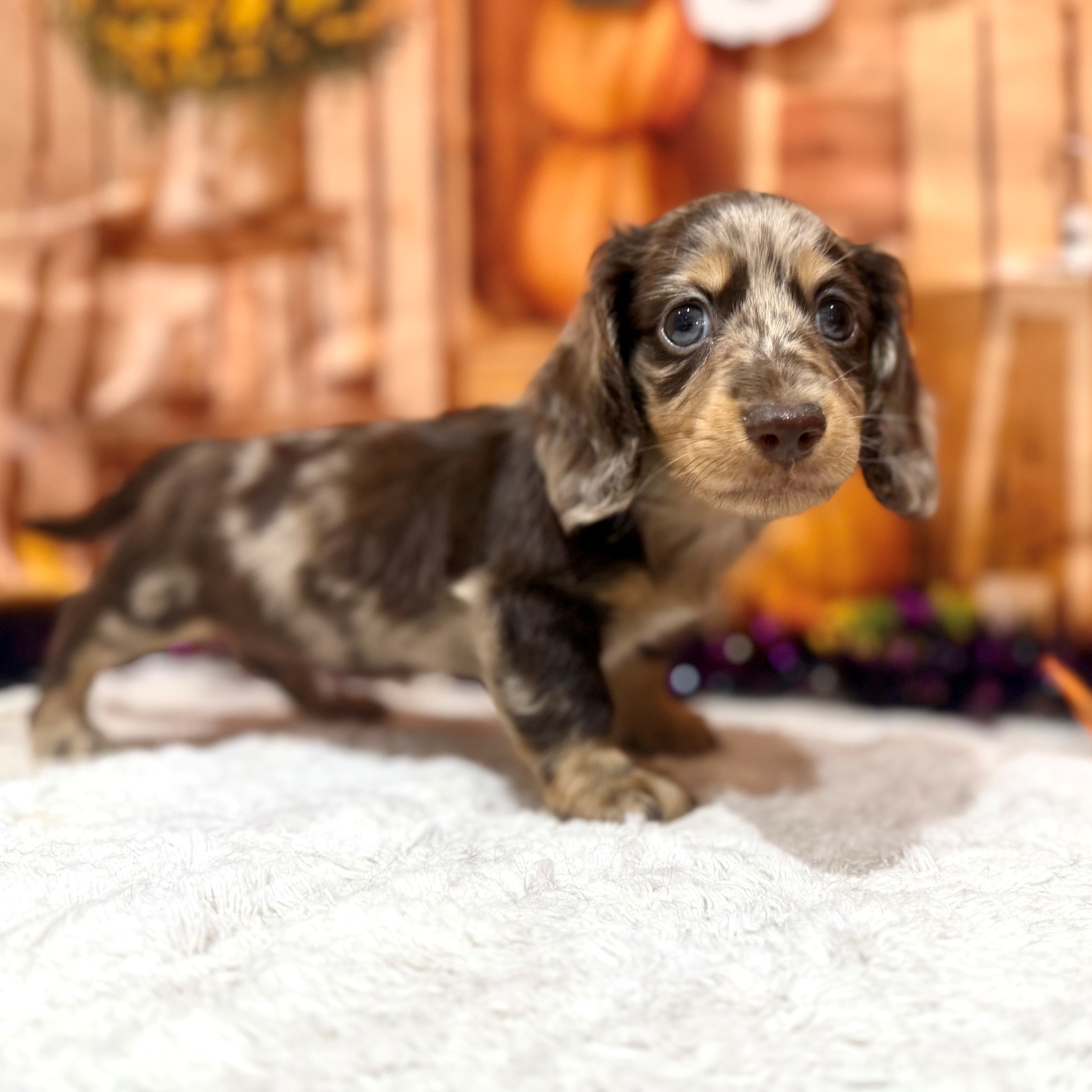 福岡県のミニチュアダックスフンド(ロング) (犬の家＆猫の里トリアス久山店/2026年8月15日生まれ/男の子/チョコレートダップル)の子犬の3枚目の画像