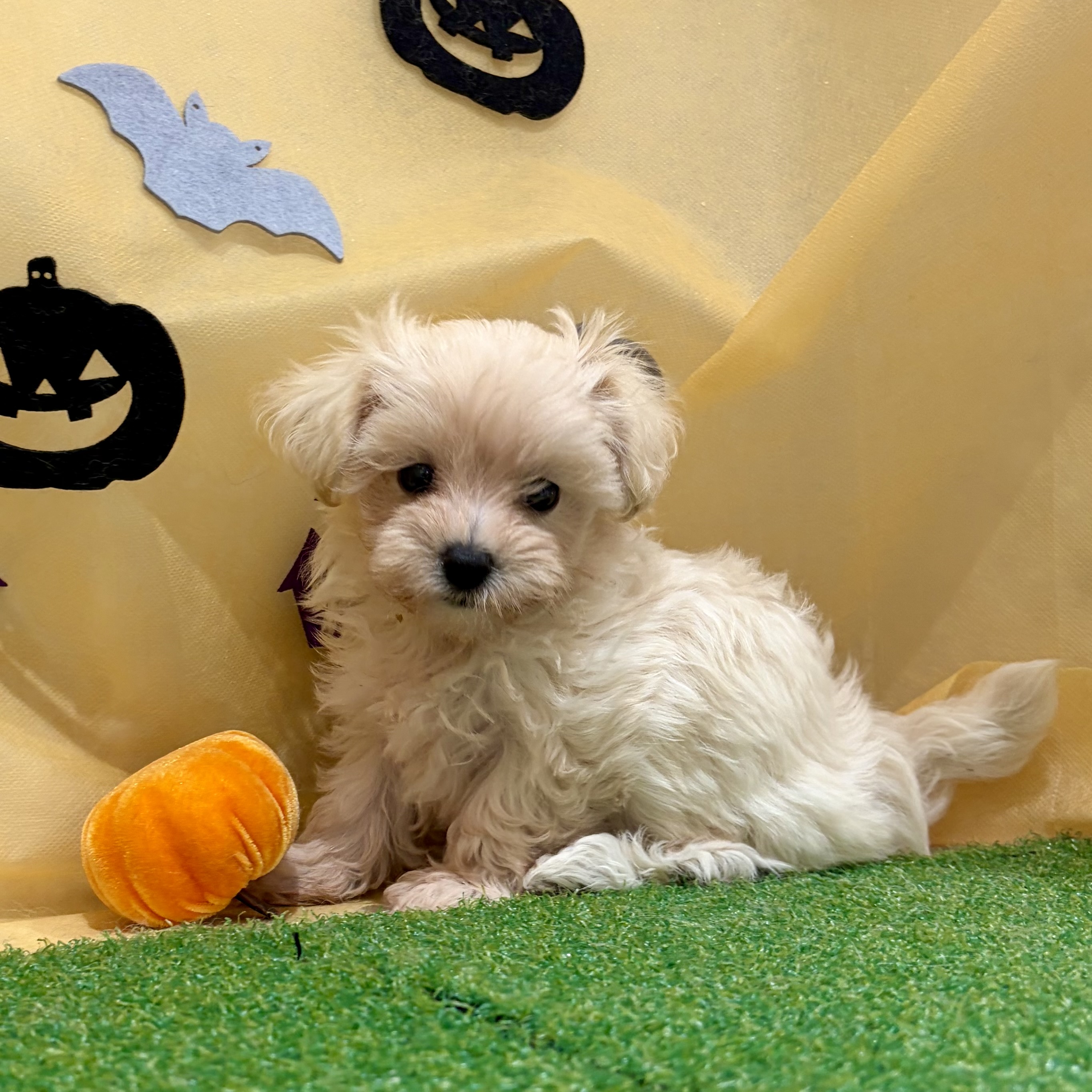 福岡県のマルプー(マルチーズ×プードル) (犬の家＆猫の里くりえいと宗像店/2026年8月16日生まれ/女の子/クリーム)の子犬の3枚目の画像