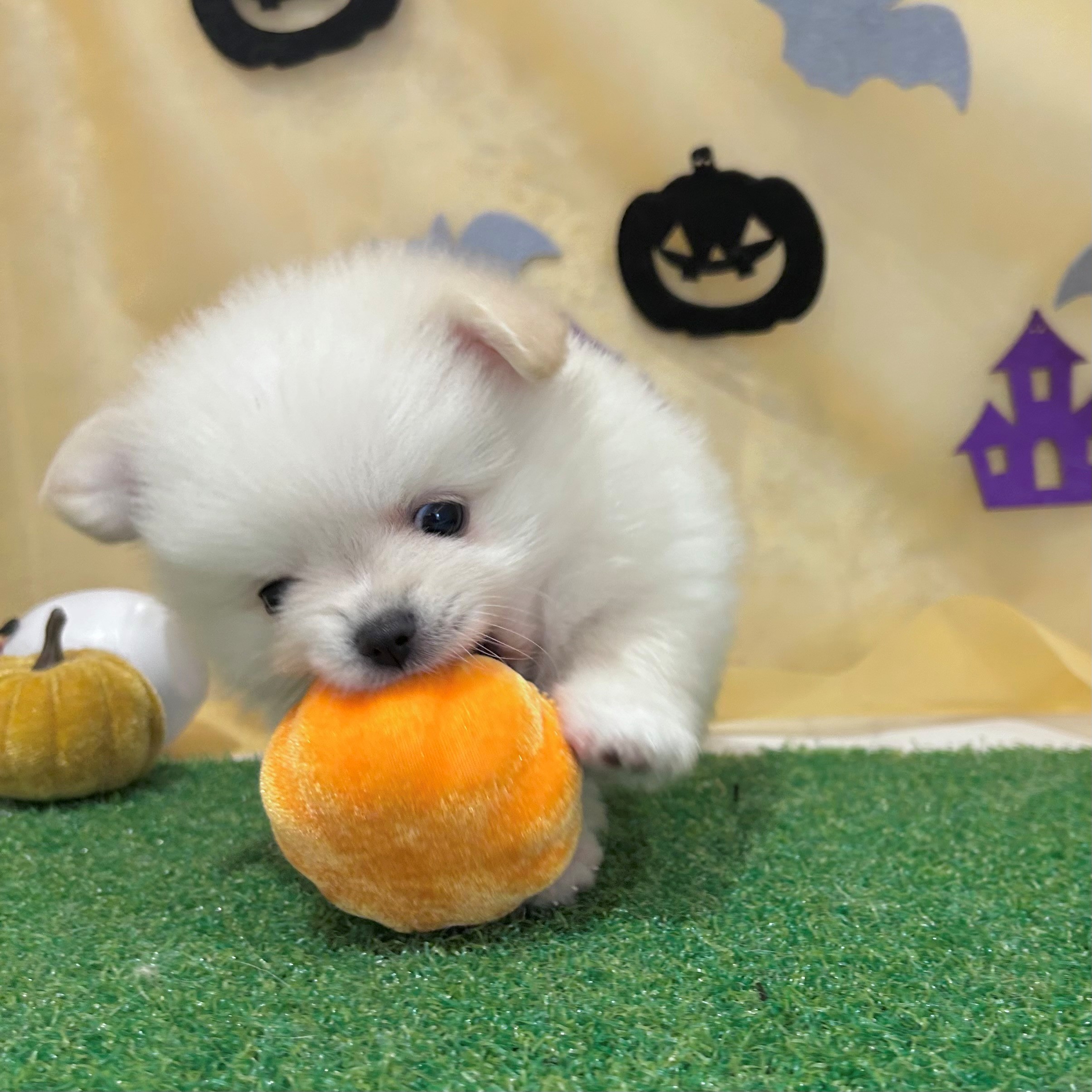 福岡県のポメチワ/チワポメ/ポメチー(ポメラニアン×チワワ) (犬の家＆猫の里くりえいと宗像店/2026年8月16日生まれ/男の子/クリーム)の子犬の3枚目の画像