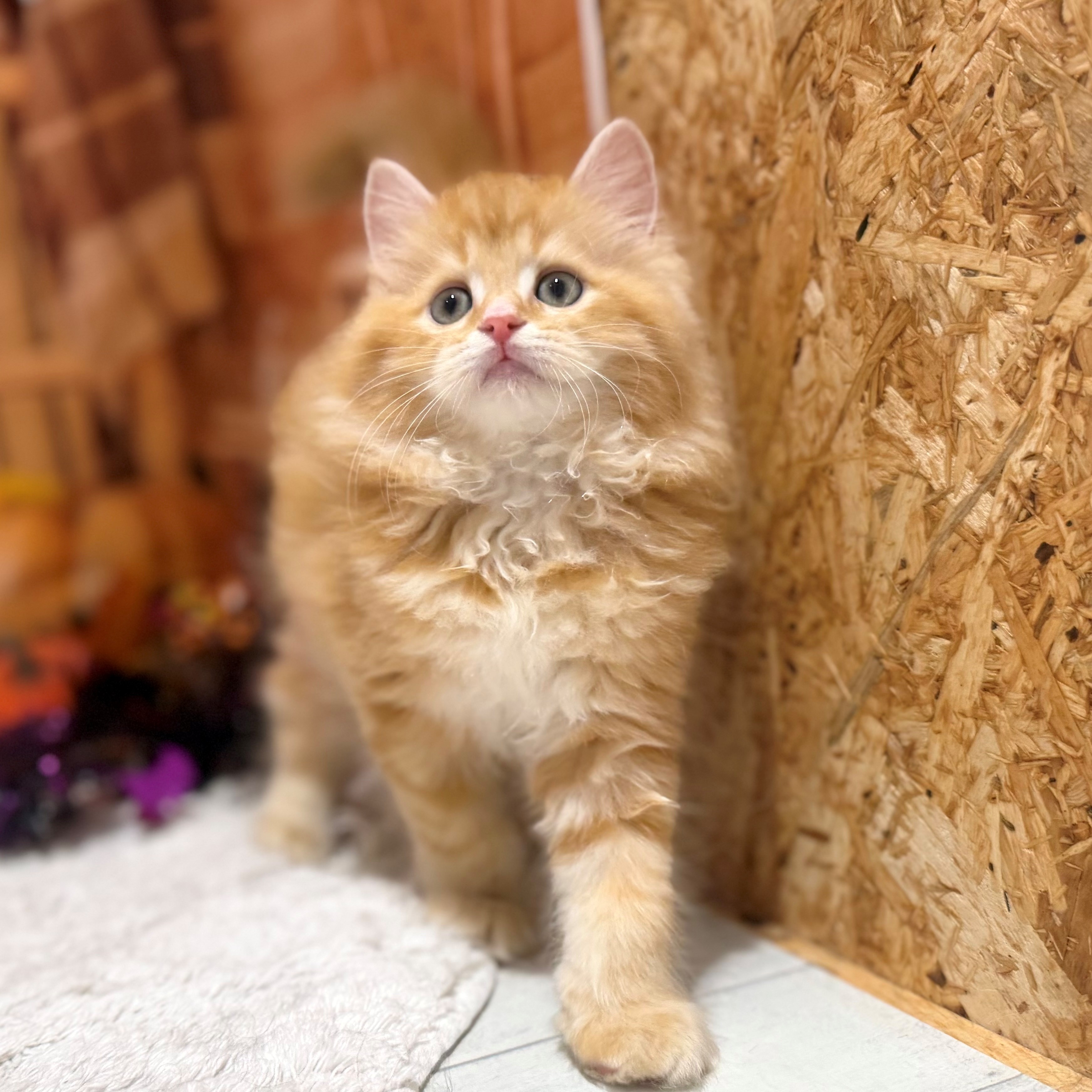 福岡県のラガマフィン (犬の家＆猫の里トリアス久山店/2026年8月16日生まれ/男の子/レッドタビー)の子猫の3枚目の画像