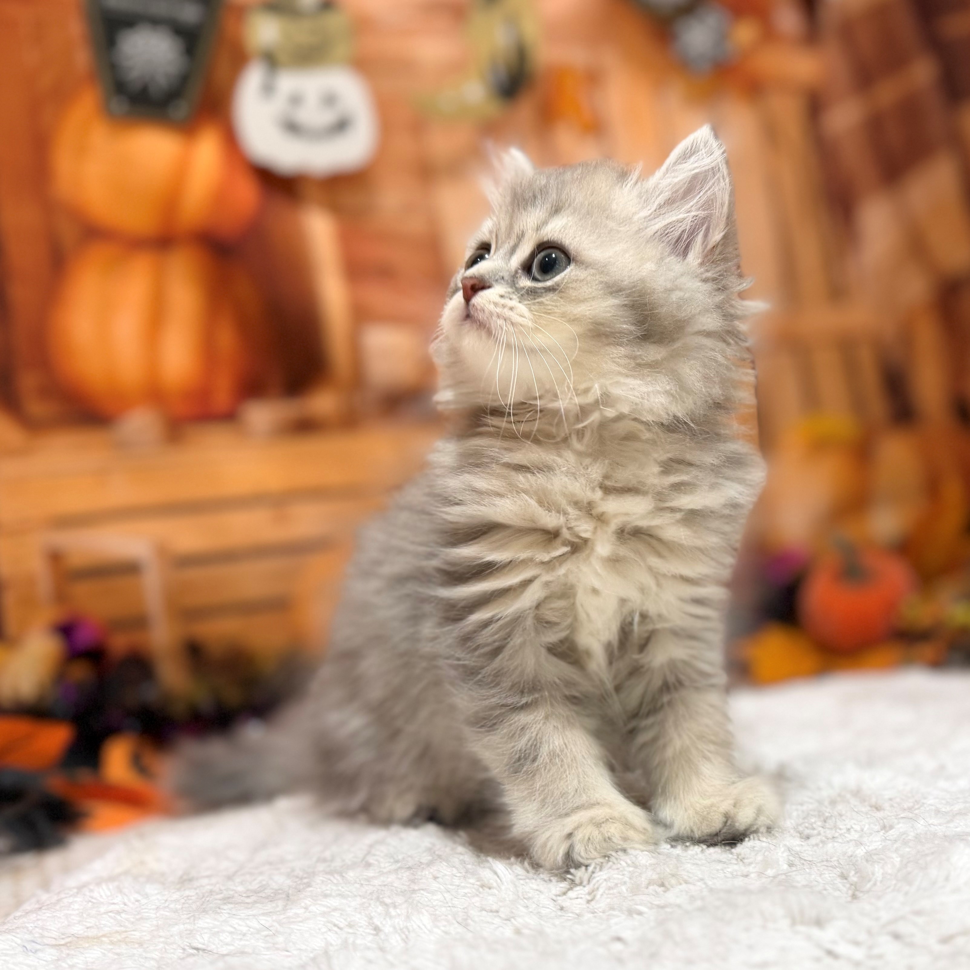 福岡県のペルシャ (犬の家＆猫の里トリアス久山店/2026年8月16日生まれ/女の子/ブルーチンチラゴールデン)の子猫の3枚目の画像