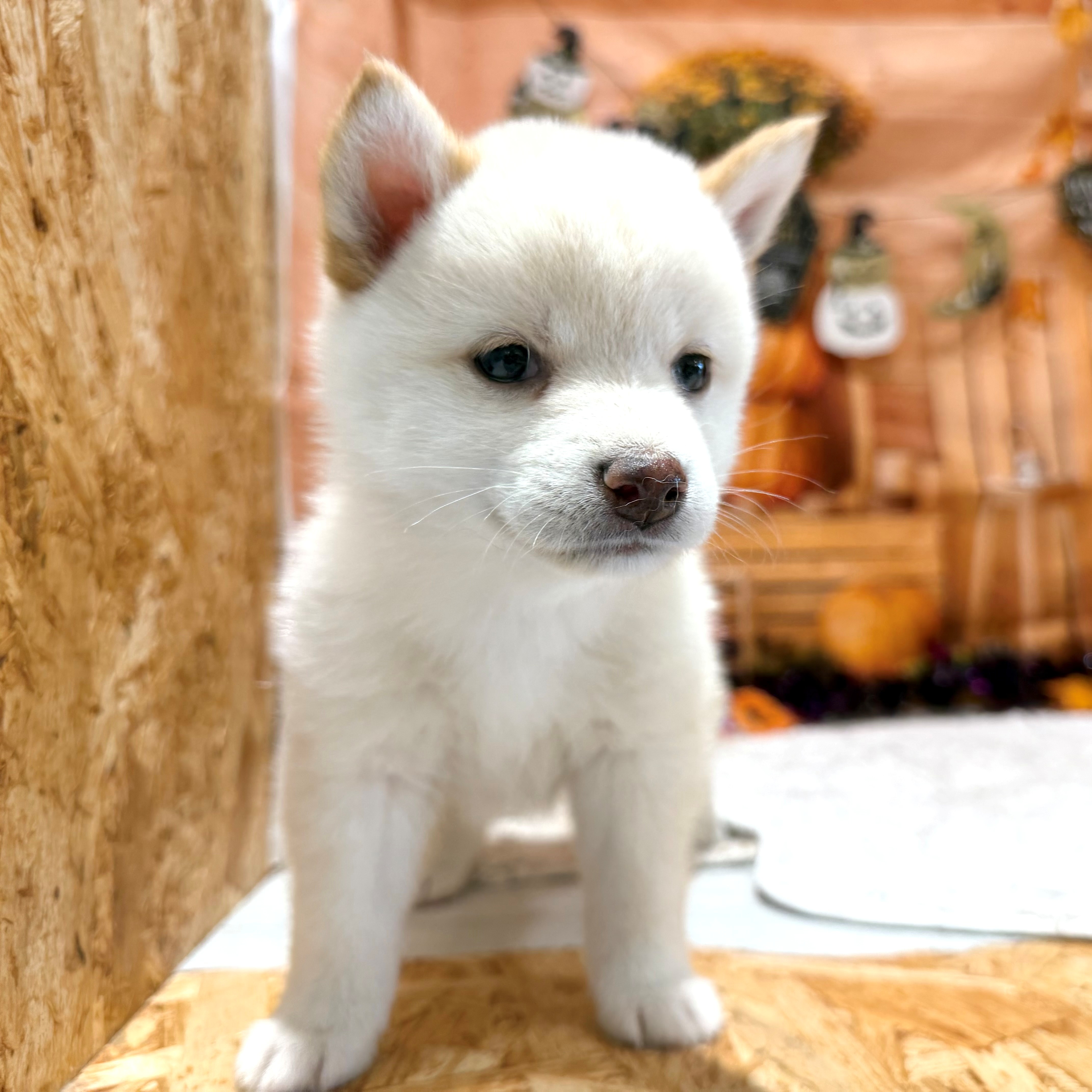 福岡県の豆柴 (犬の家＆猫の里トリアス久山店/2026年8月17日生まれ/女の子/白)の子犬の1枚目の画像