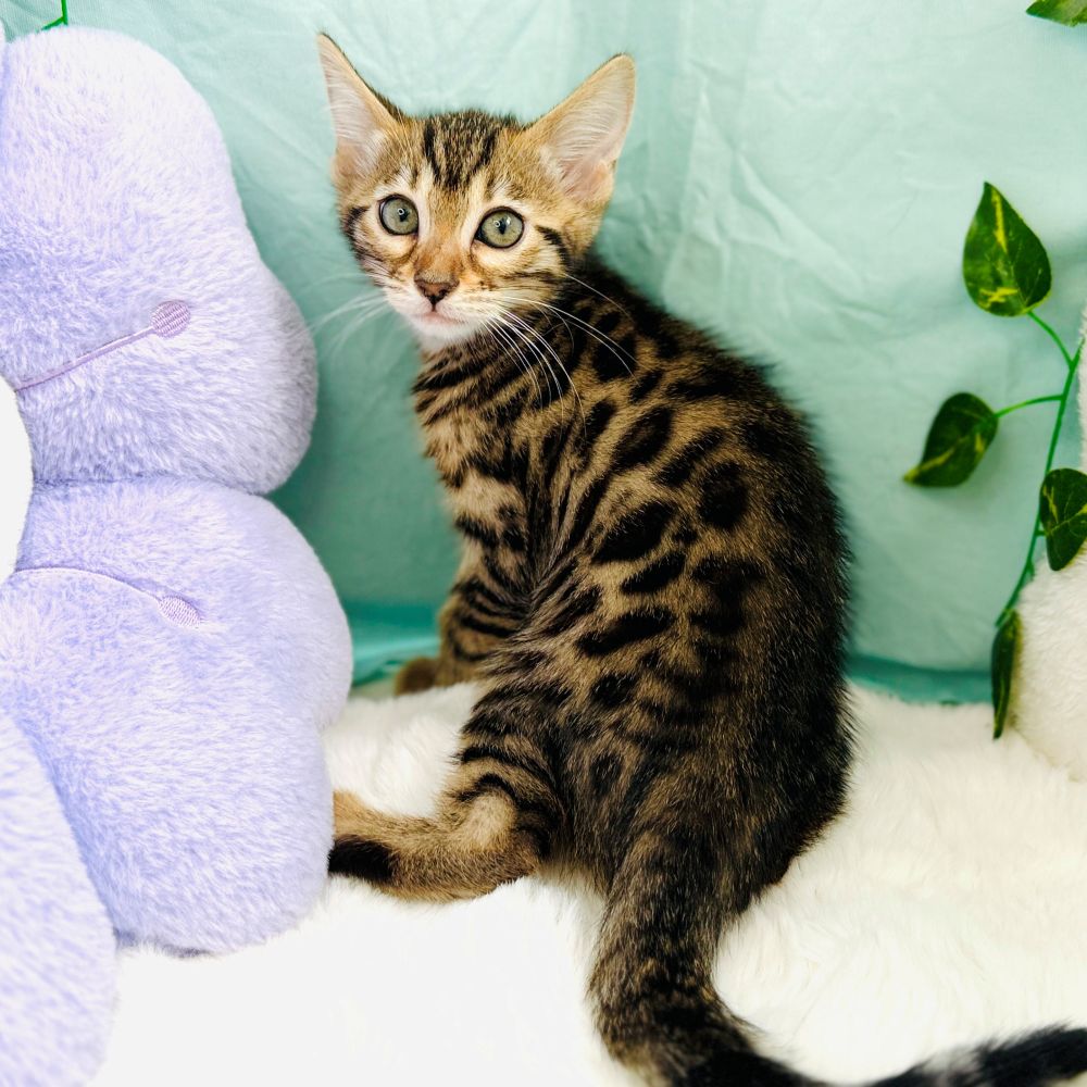 愛知県のベンガル (犬の家＆猫の里愛知刈谷店/2026年8月17日生まれ/女の子/ブラウンスポットタビー)の子猫の3枚目の画像