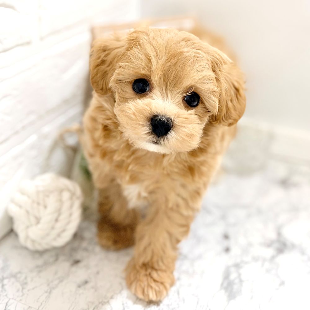 ハーフ犬男の子の写真