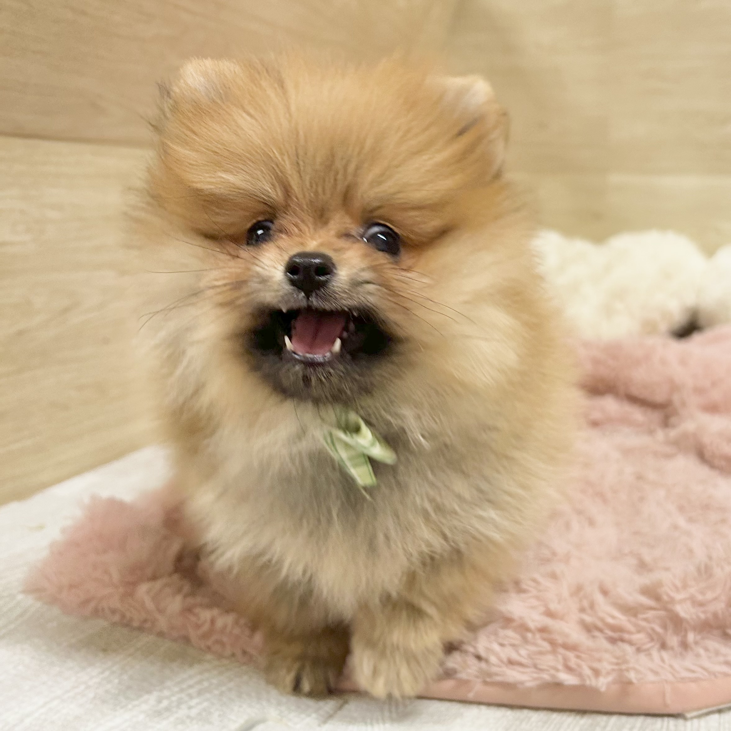 大阪府のポメラニアン (犬の家＆猫の里そよら東岸和田店/2026年8月17日生まれ/女の子/オレンジ)の子犬の3枚目の画像