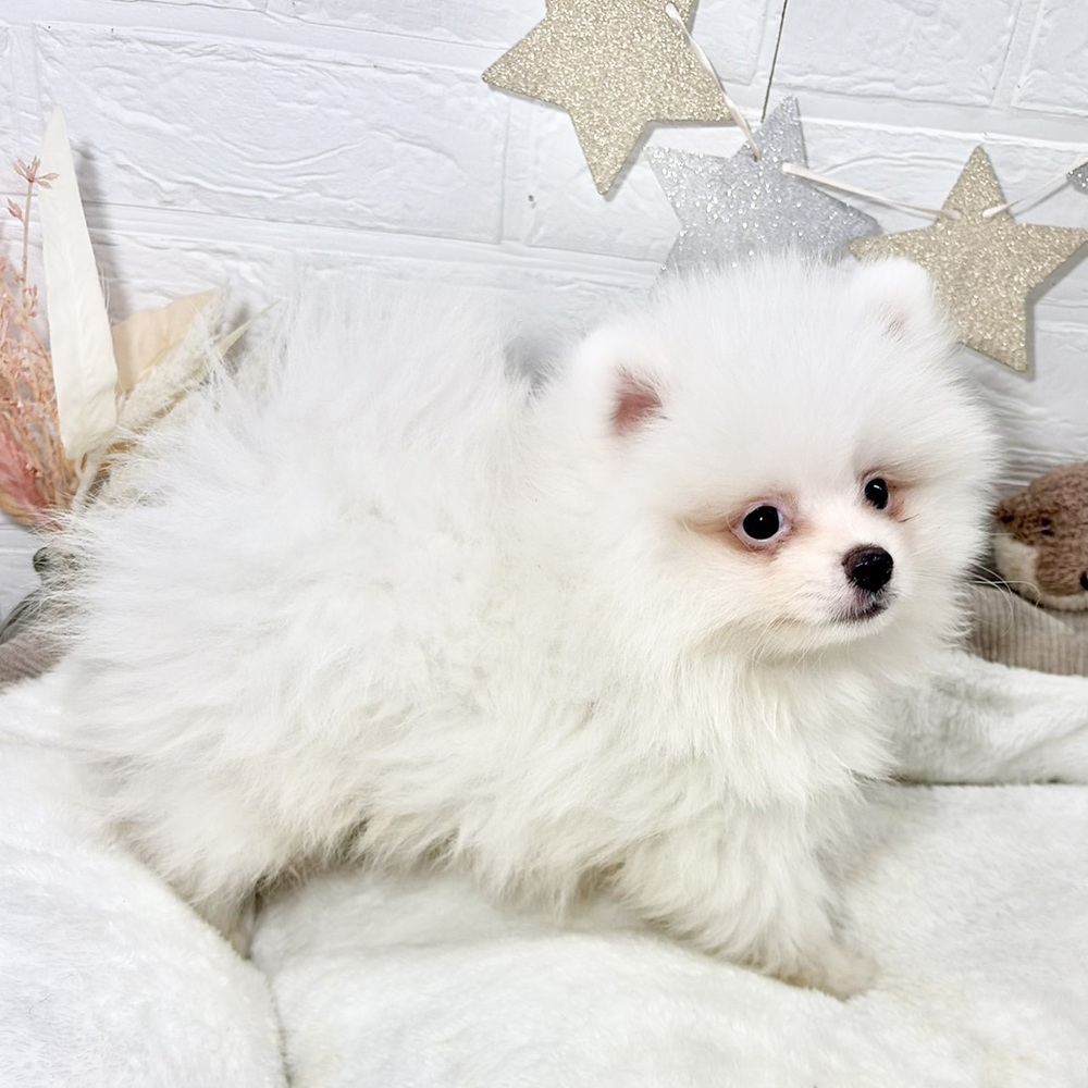 兵庫県のポメラニアン (犬の家＆猫の里ニッケパークタウン加古川店/2026年8月19日生まれ/男の子/ホワイト)の子犬の3枚目の画像