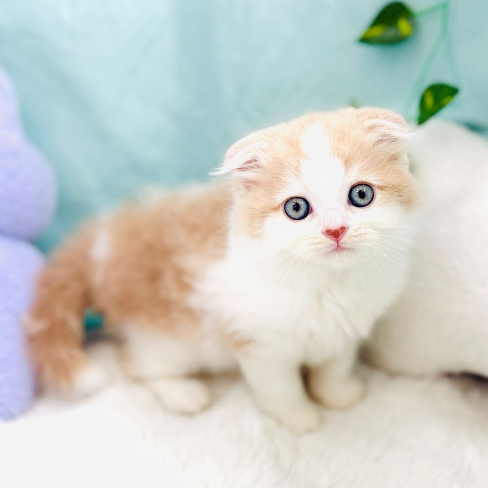 愛知県のスコティッシュフォールド (犬の家＆猫の里愛知刈谷店/2026年8月19日生まれ/女の子/クリームタビーホワイト)の子猫の3枚目の画像