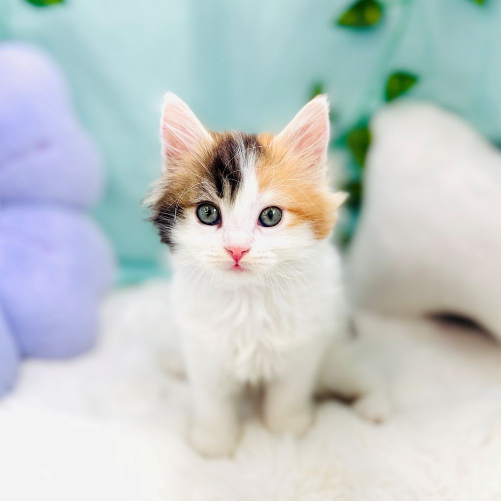 愛知県のスコティッシュストレート (犬の家＆猫の里愛知刈谷店/2026年8月18日生まれ/女の子/キャリコ)の子猫の1枚目の画像