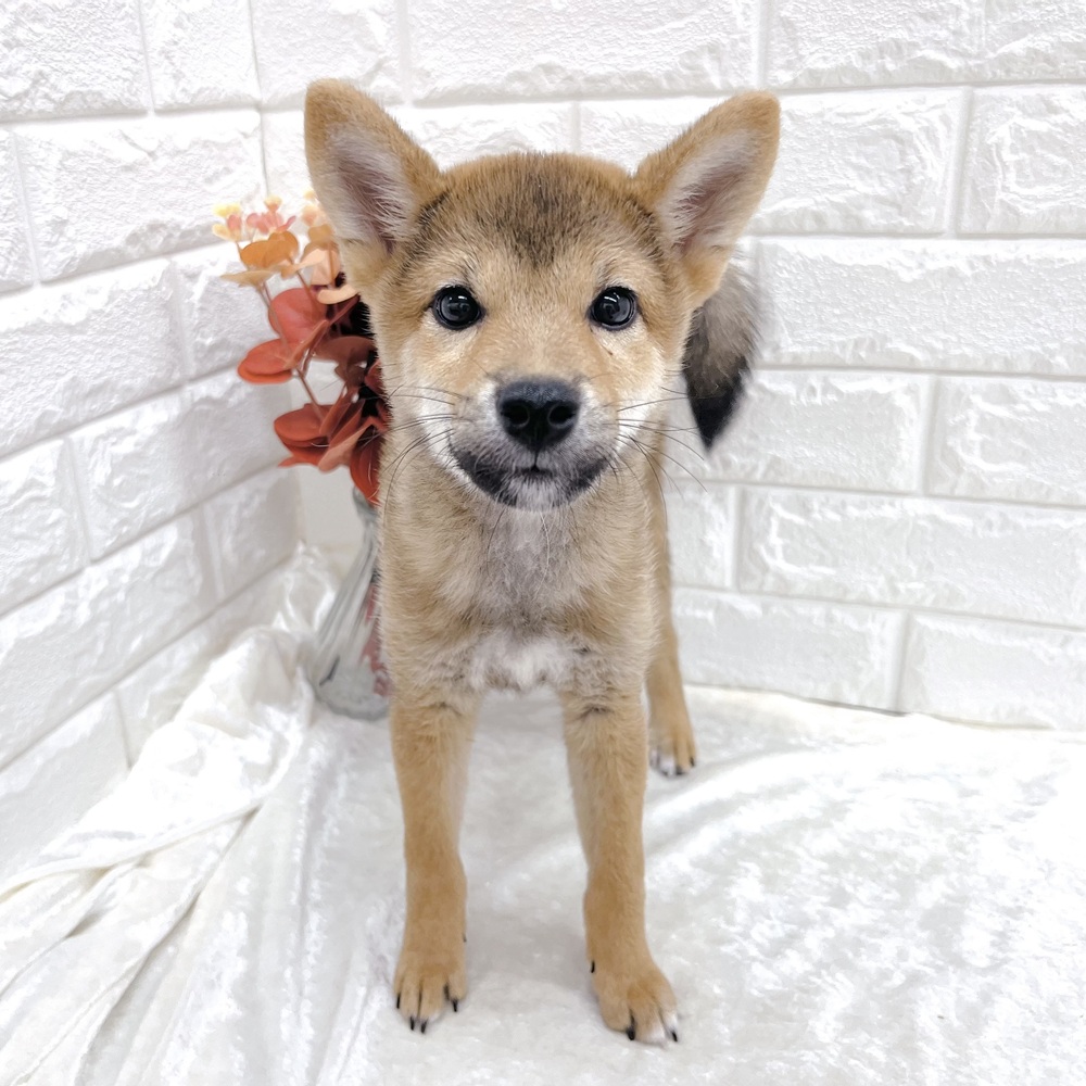 愛知県の柴犬(標準サイズ) (犬の家＆猫の里名古屋天白店/2026年6月24日生まれ/男の子/赤)の子犬の3枚目の画像