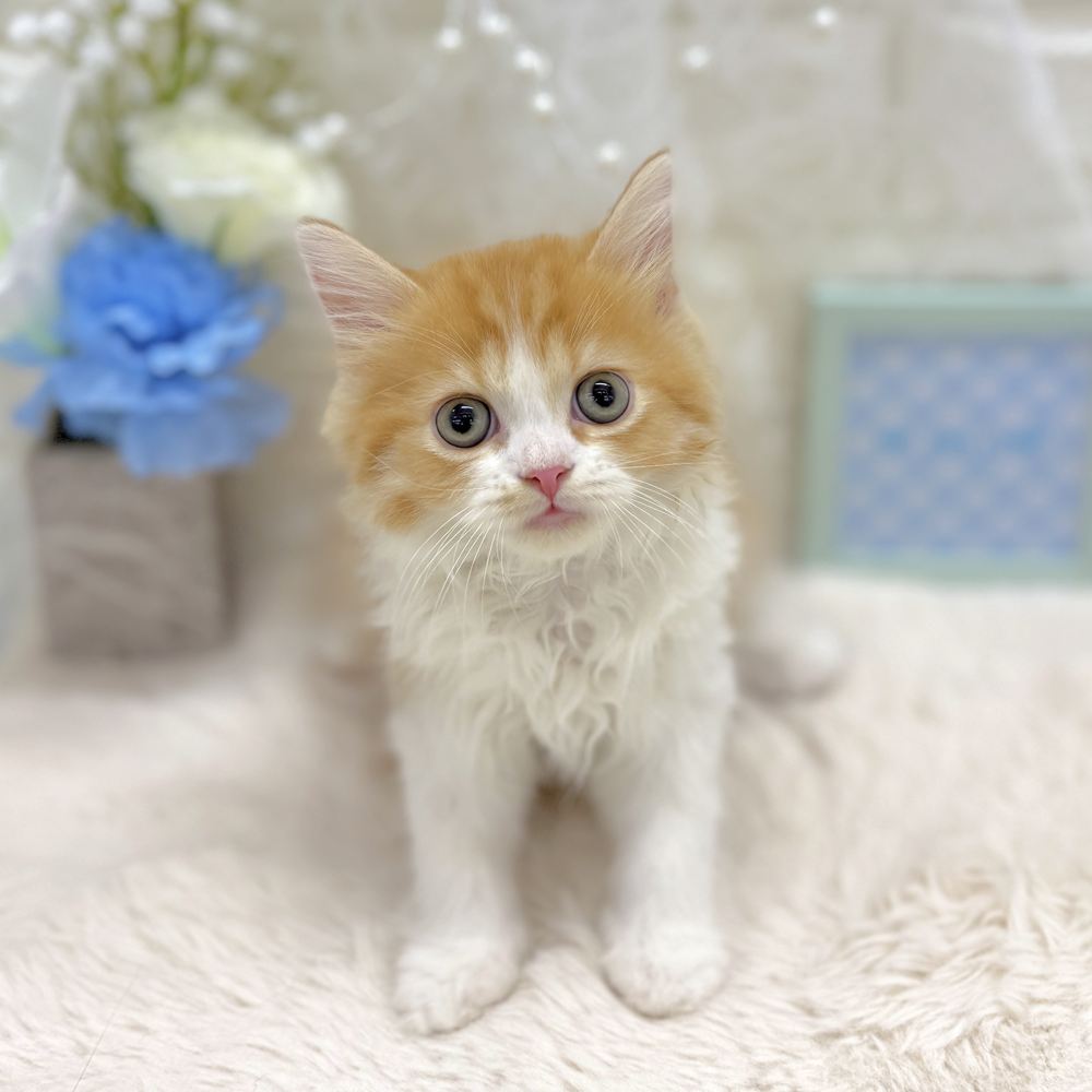 福井県のスコティッシュフォールド (犬の家＆猫の里アミーゴ福井大和田店/2026年8月17日生まれ/男の子/レッドタビーホワイト)の子猫の3枚目の画像