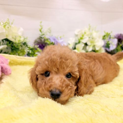 愛知県のダップー(ダックス×プードル) (犬の家＆猫の里碧南店/2026年8月15日生まれ/男の子/レッド)の子犬の3枚目の画像