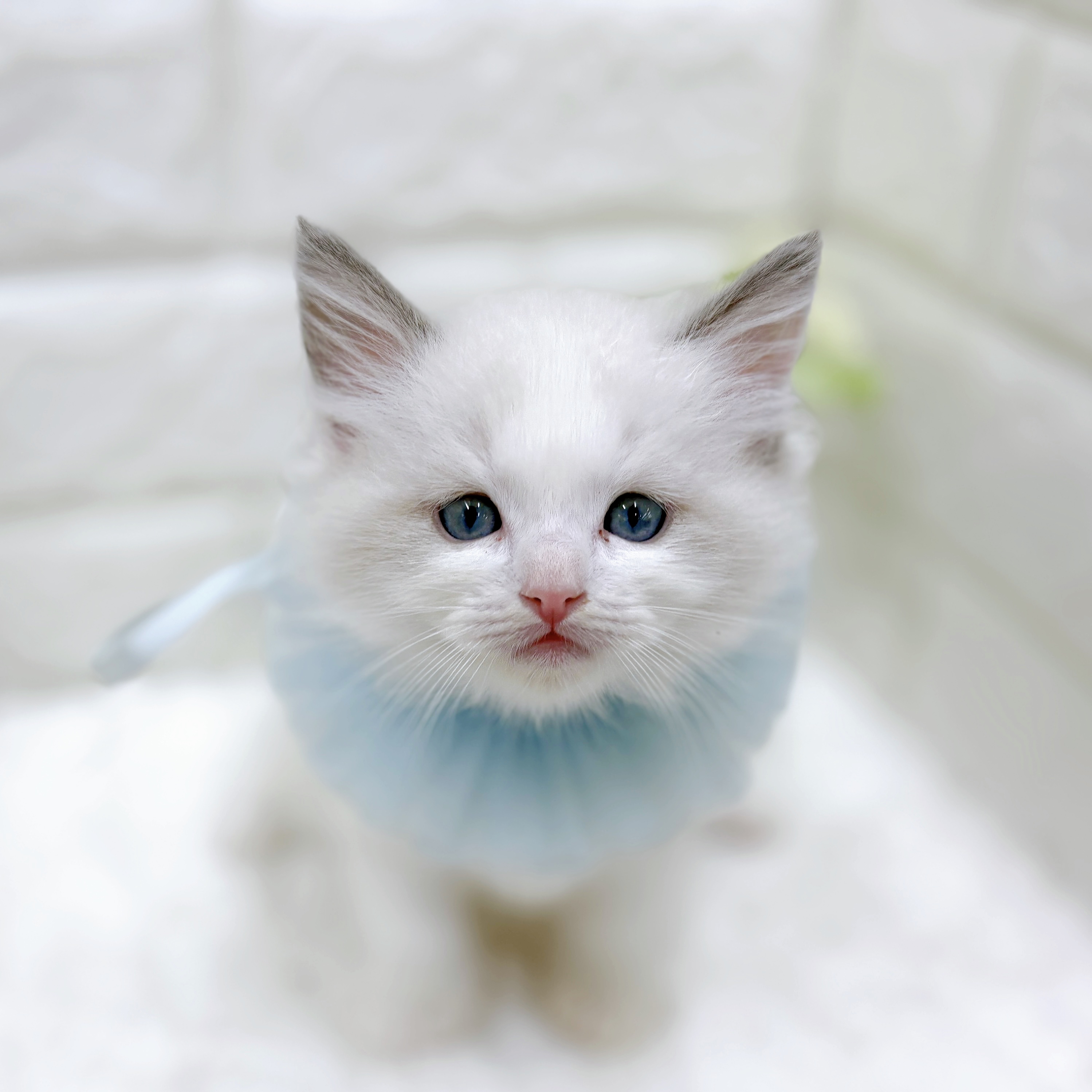 福井県のラグドール (犬の家＆猫の里アミーゴ福井店/2026年8月17日生まれ/男の子/ブルーポイントバイカラー)の子猫の3枚目の画像