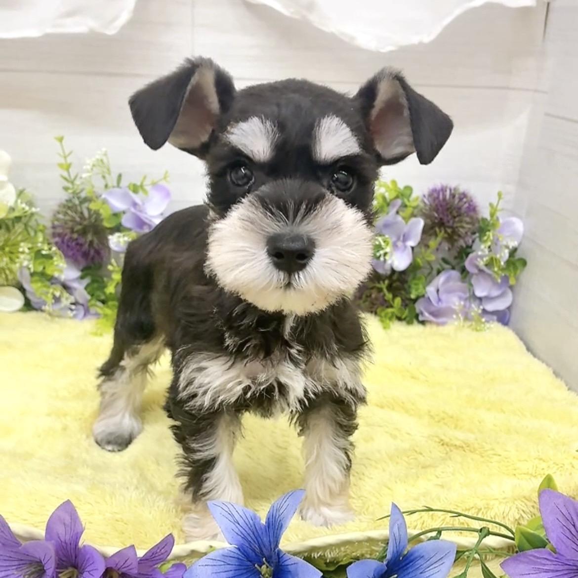 愛知県のミニチュアシュナウザー (犬の家＆猫の里碧南店/2026年8月18日生まれ/女の子/ブラックシルバー)の子犬の3枚目の画像