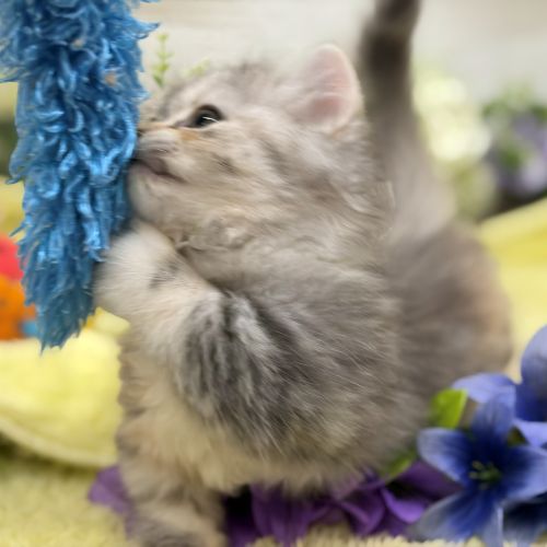 愛知県のミヌエット (犬の家＆猫の里碧南店/2026年8月15日生まれ/女の子/ブルーシルバーパッチドタビー&ホワイト)の子猫の3枚目の画像