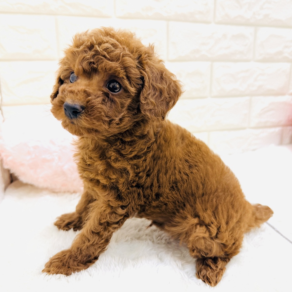 愛知県のトイプードル(トイ) (犬の家＆猫の里アミーゴ神の倉店/2026年8月19日生まれ/男の子/レッドフォーン)の子犬の3枚目の画像