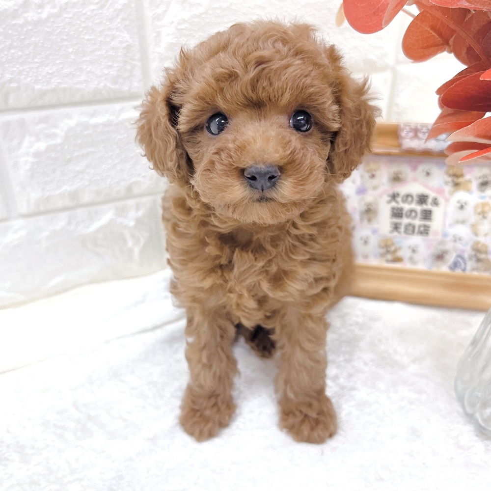 愛知県のトイプードル(トイ) (犬の家＆猫の里名古屋天白店/2026年8月19日生まれ/女の子/レッドフォーン)の子犬の1枚目の画像