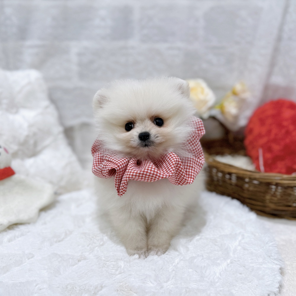 滋賀県のポメラニアン (犬の家＆猫の里長浜店/2026年8月18日生まれ/女の子/クリーム)の子犬の3枚目の画像