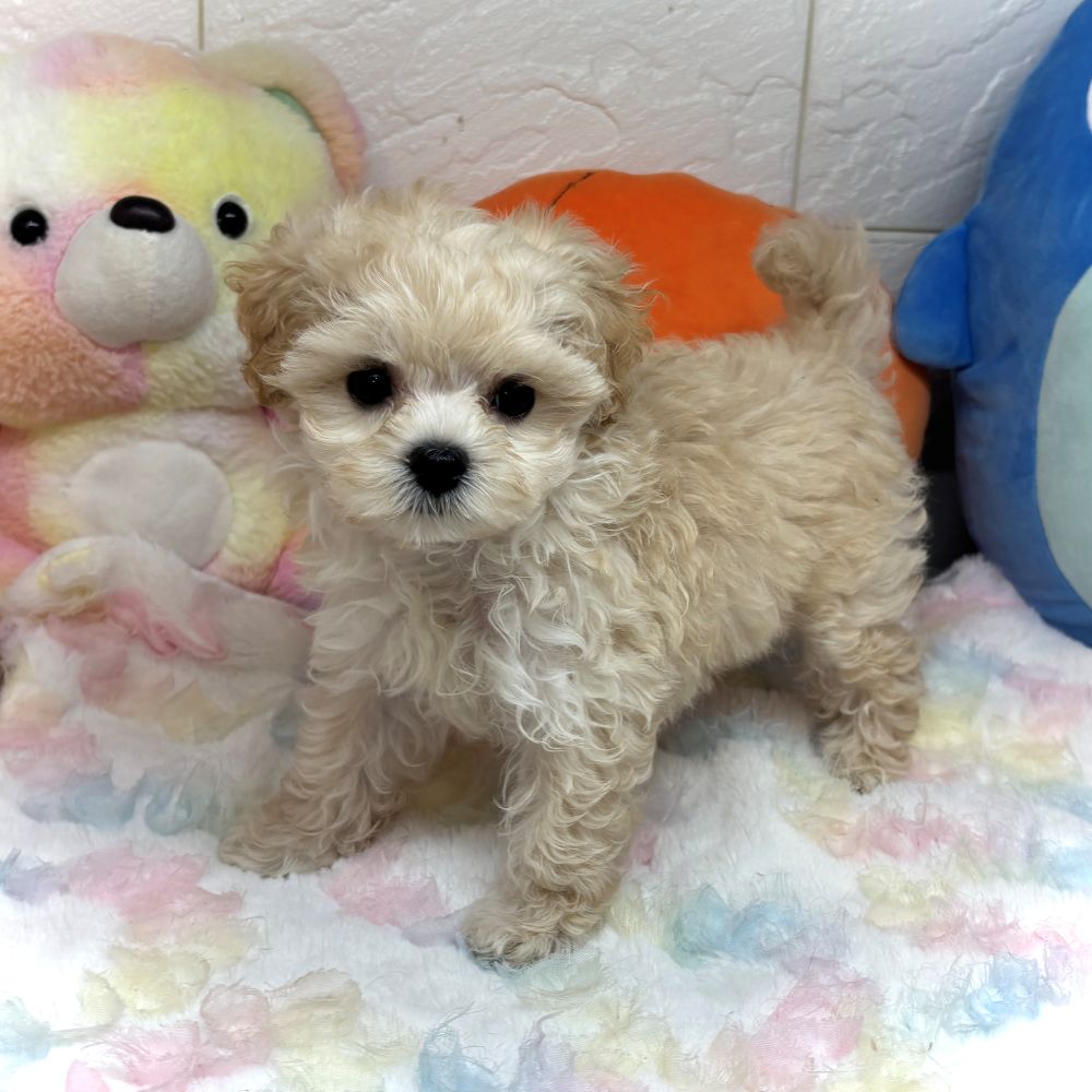 兵庫県のマルプー(マルチーズ×プードル) (犬の家＆猫の里ゆめタウン姫路店/2026年8月18日生まれ/女の子/クリーム)の子犬の3枚目の画像