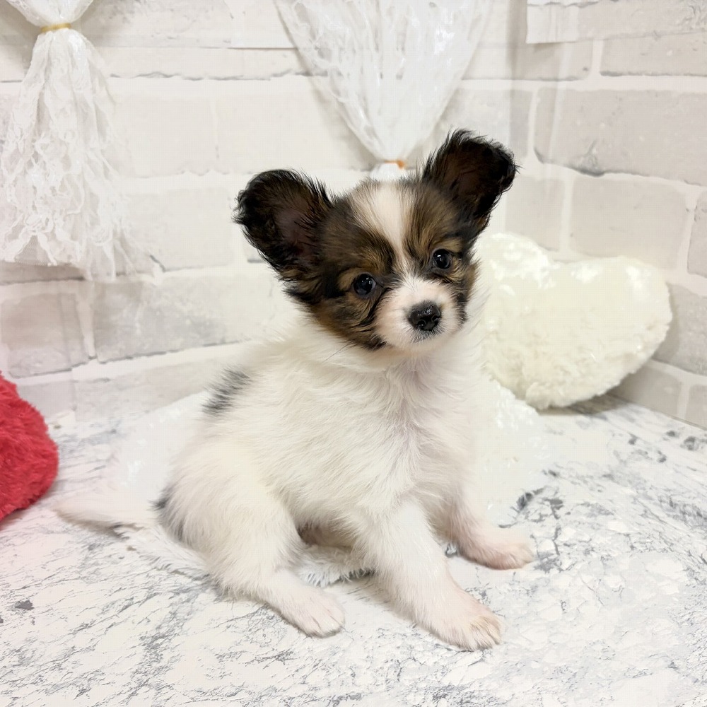京都府のパピヨン (犬の家＆猫の里京都精華店/2026年8月18日生まれ/女の子/ホワイトブラウン)の子犬の3枚目の画像