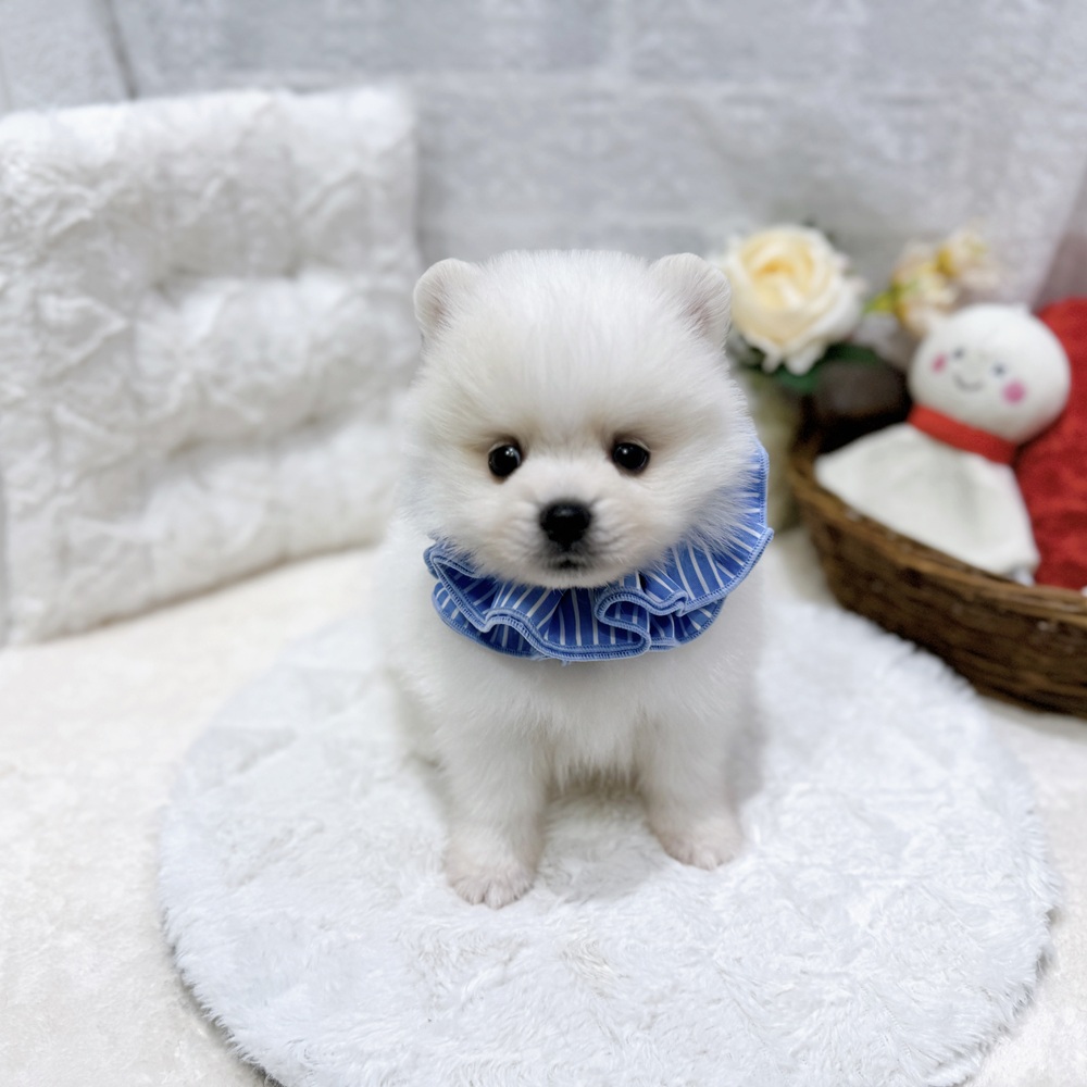 滋賀県のポメラニアン (犬の家＆猫の里長浜店/2026年8月20日生まれ/男の子/ホワイト)の子犬の3枚目の画像