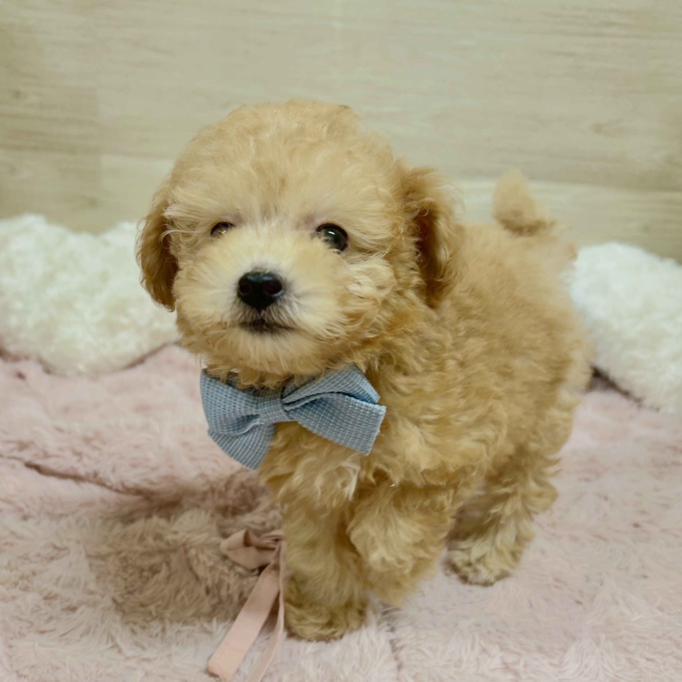 大阪府のトイプードル(トイ) (犬の家＆猫の里そよら東岸和田店/2026年8月20日生まれ/女の子/オレンジフォーン)の子犬の3枚目の画像