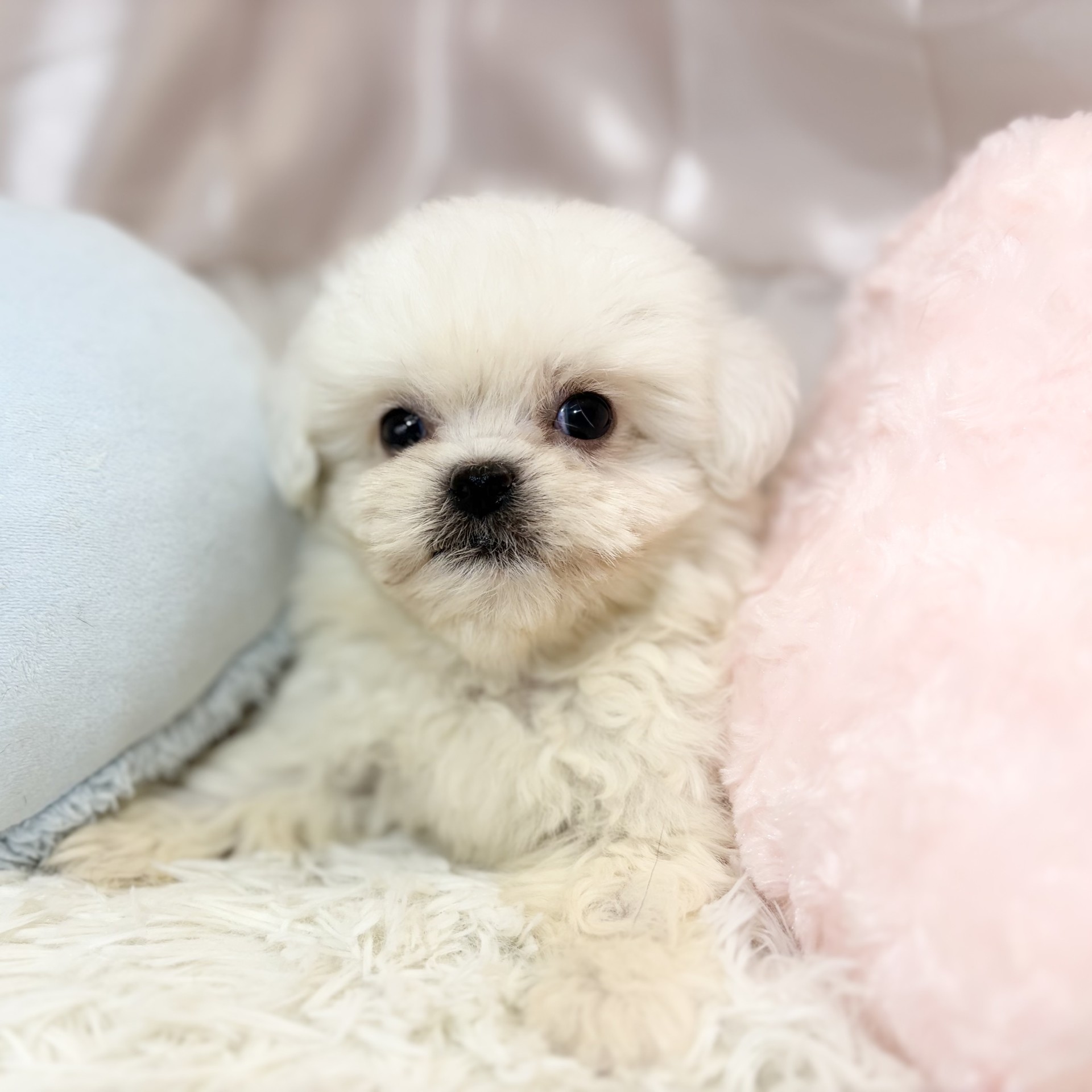 兵庫県のハーフ犬・ミックス犬 (犬の家＆猫の里カナート西神戸店/2026年8月20日生まれ/男の子/ホワイト)の子犬の3枚目の画像