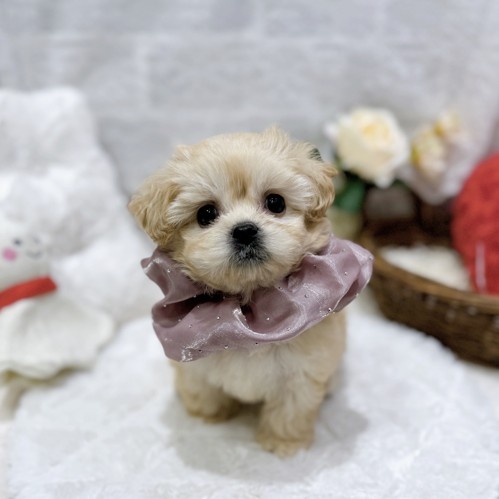滋賀県のペキプー(ペキニーズ×プードル) (犬の家＆猫の里長浜店/2026年8月20日生まれ/女の子/クリーム)の子犬の3枚目の画像